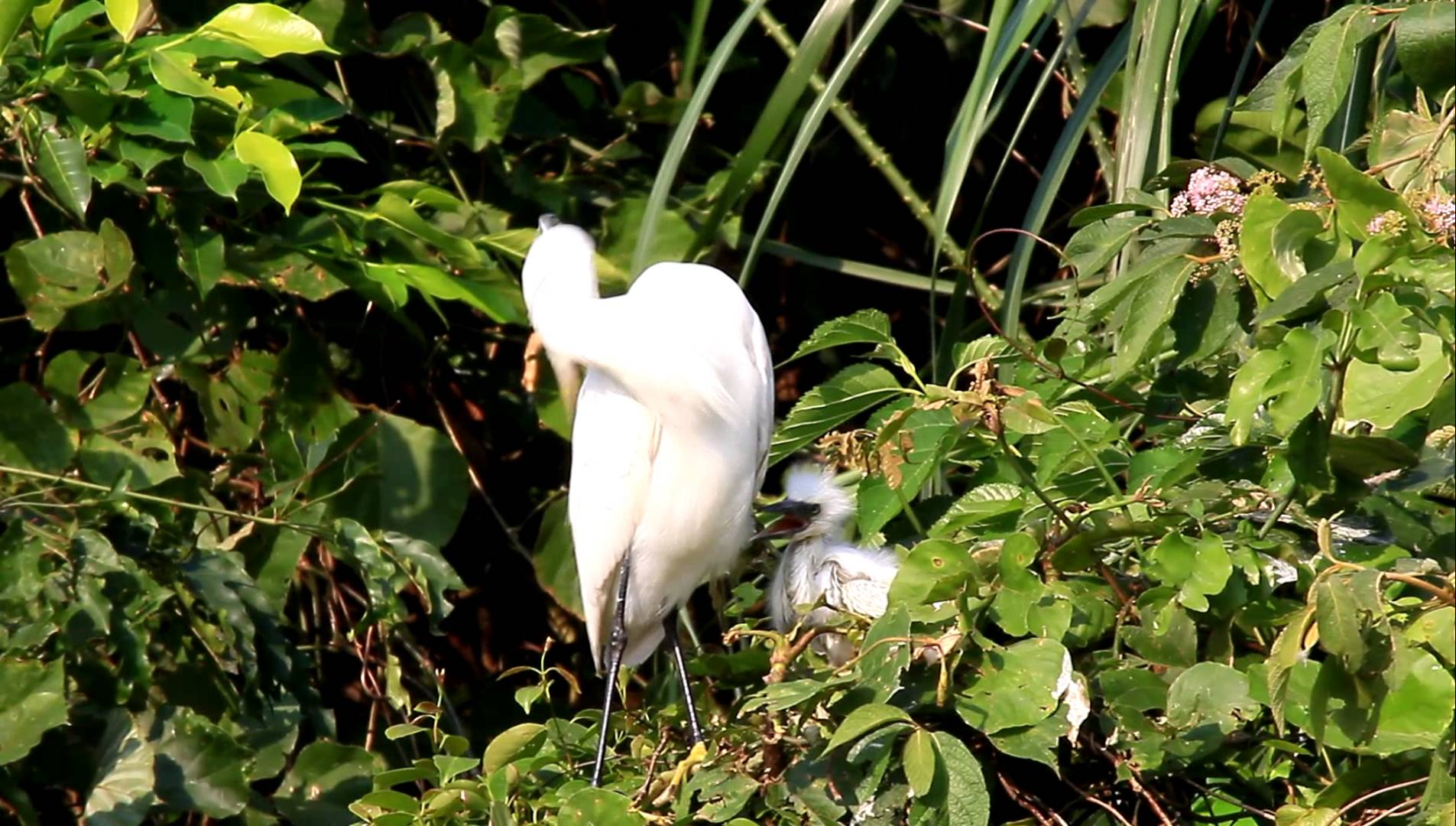 A hungry little egret's baby bird 飢餓的小白鷺幼鳥 - YouTube