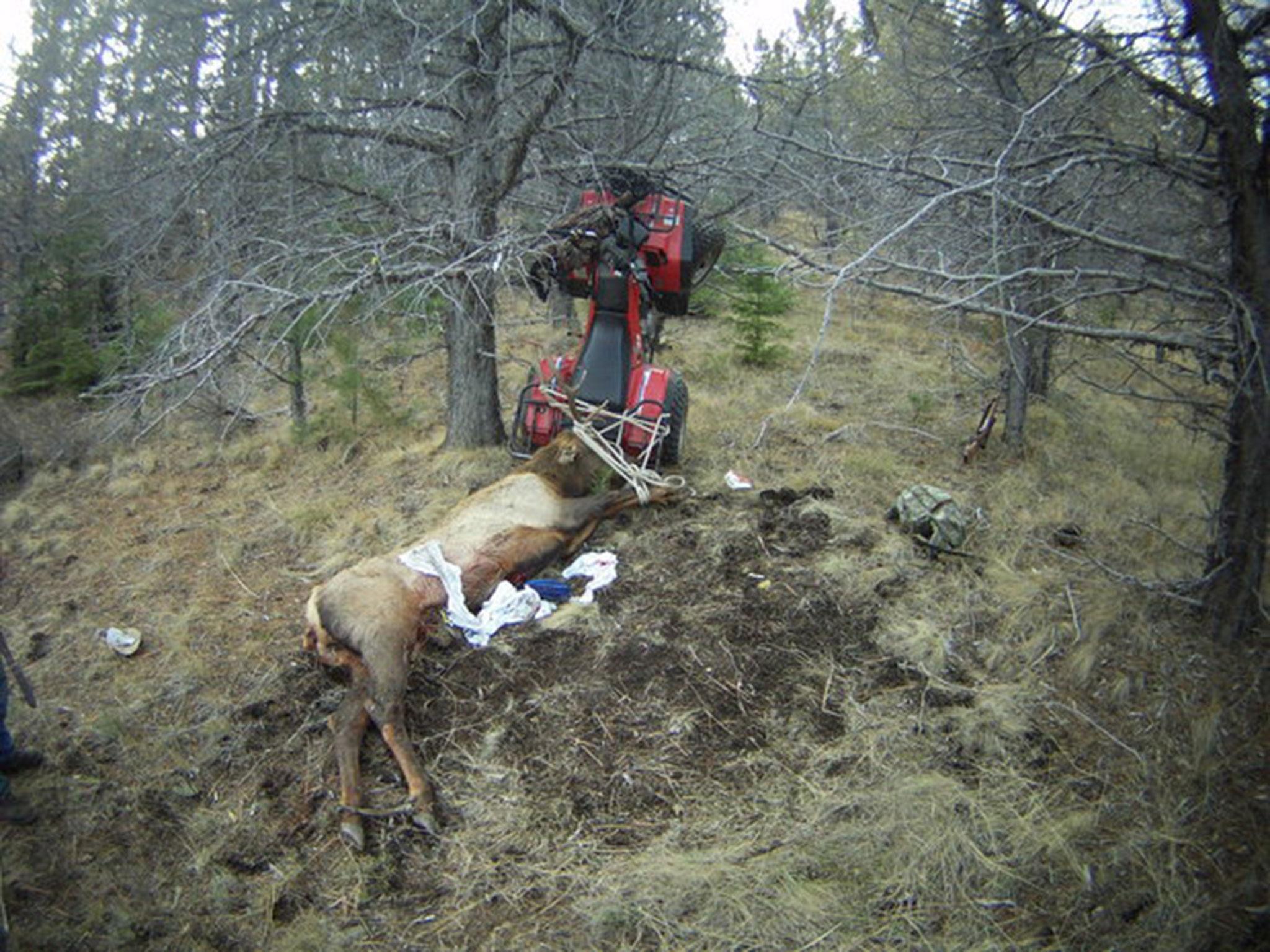 Hunter gets impaled by elk he just killed | The Independent