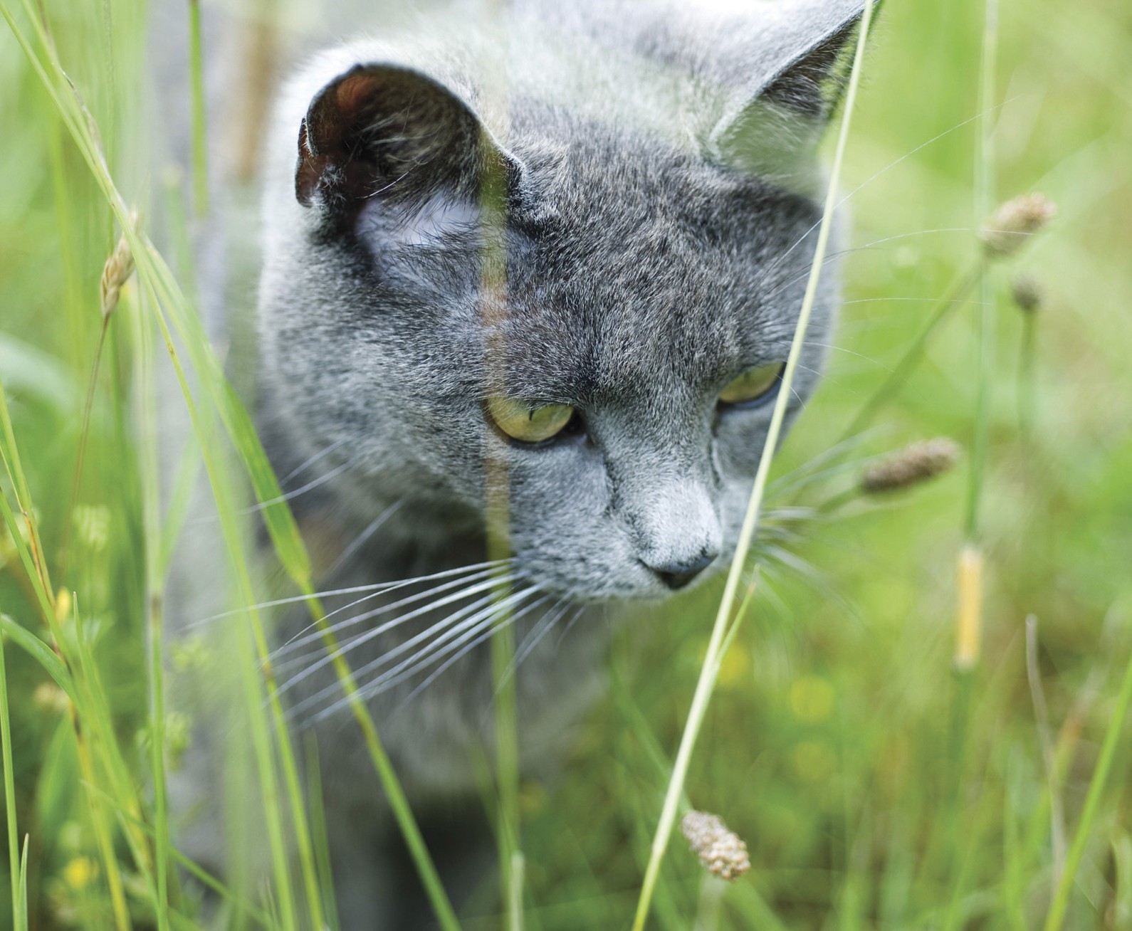It's healthy to hunt: How to handle your cat's natural instinct ...