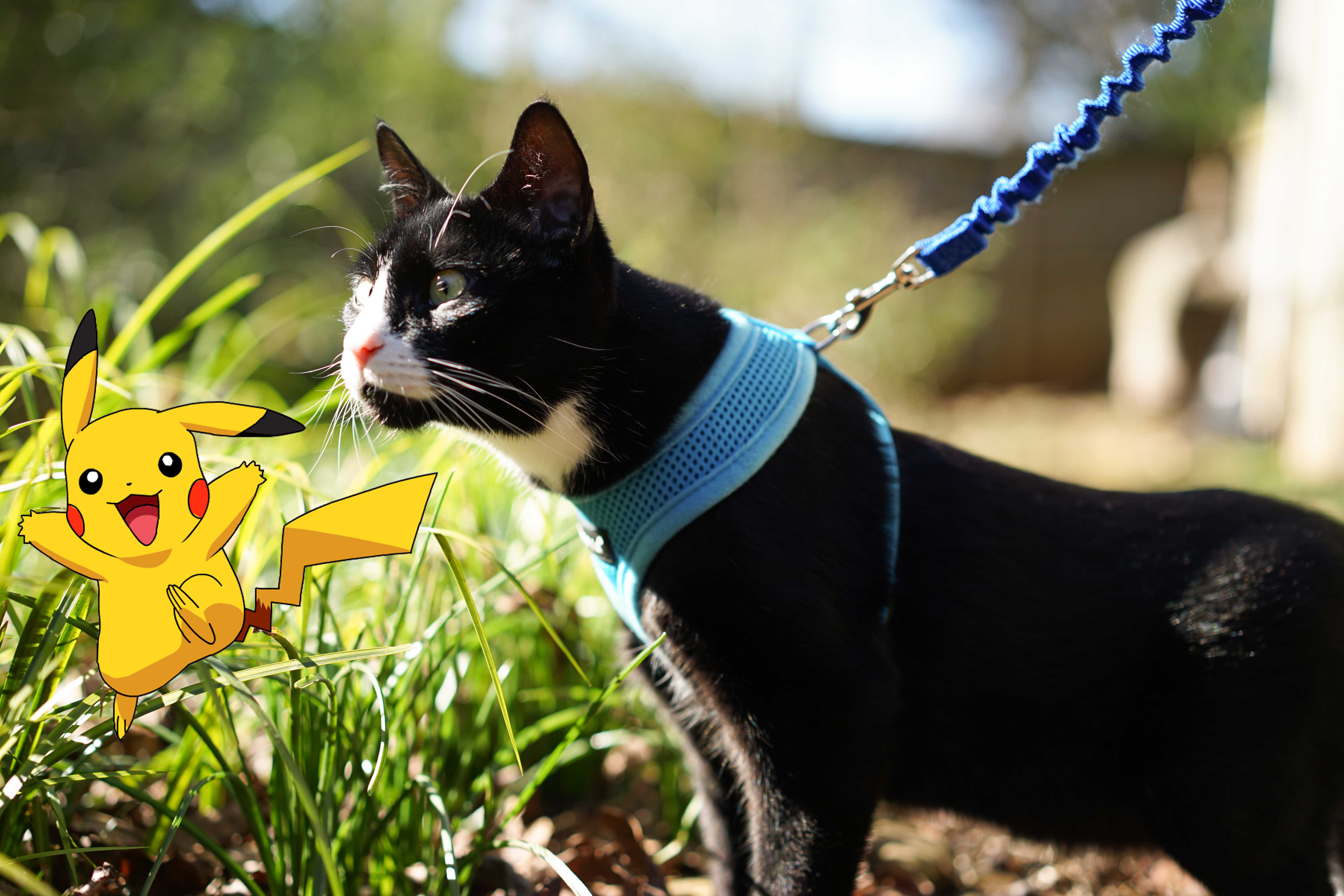 Why cats are the ultimate Pokemon hunters – Adventure Cats