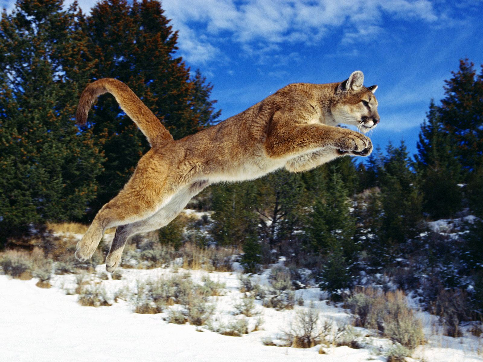 nice Hunting Cat For PC | AmazingPict.com - Wallpapers | Pinterest ...