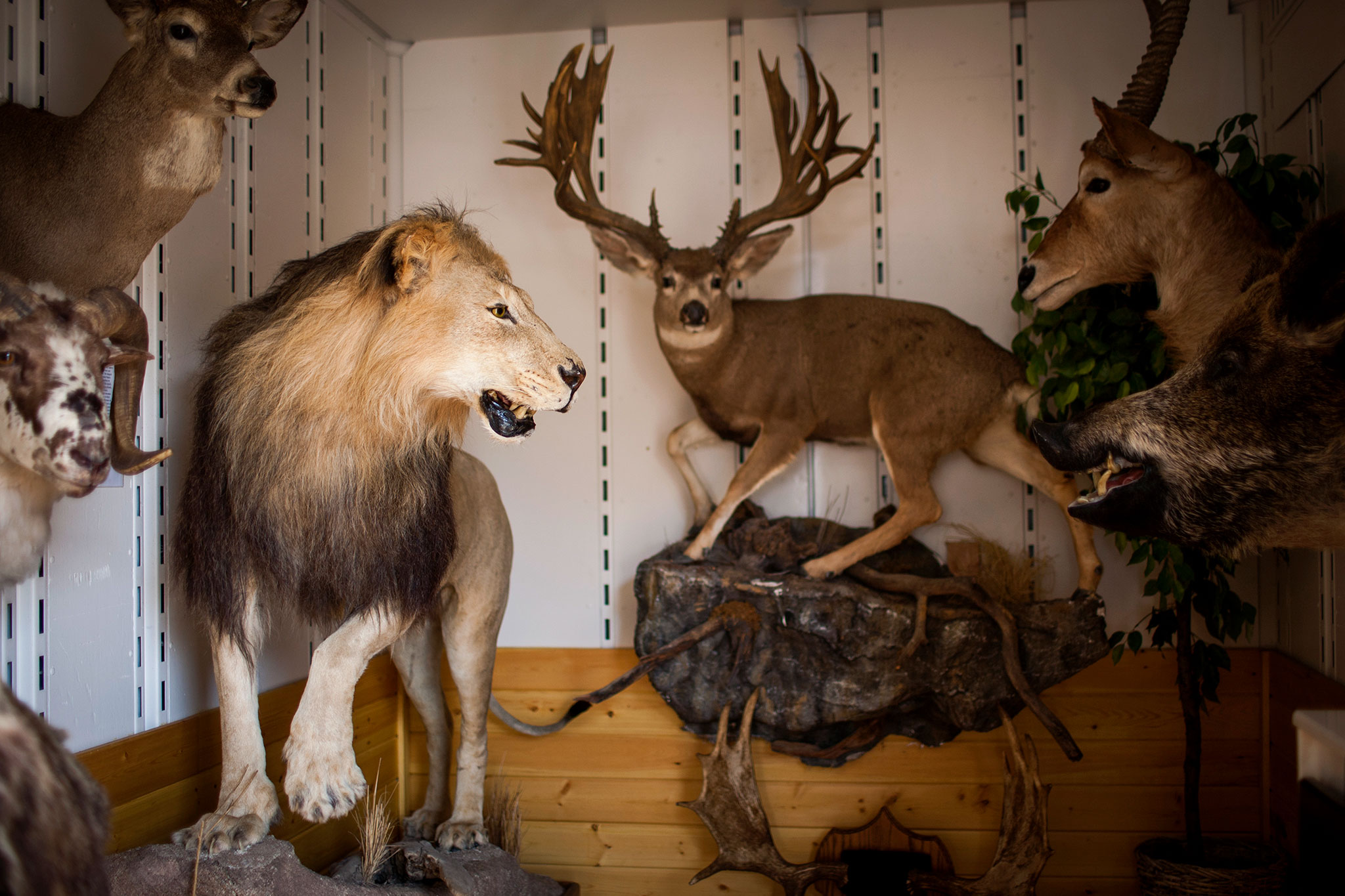 Exclusive: Hard Data Reveal Scale of America's Trophy-Hunting Habit