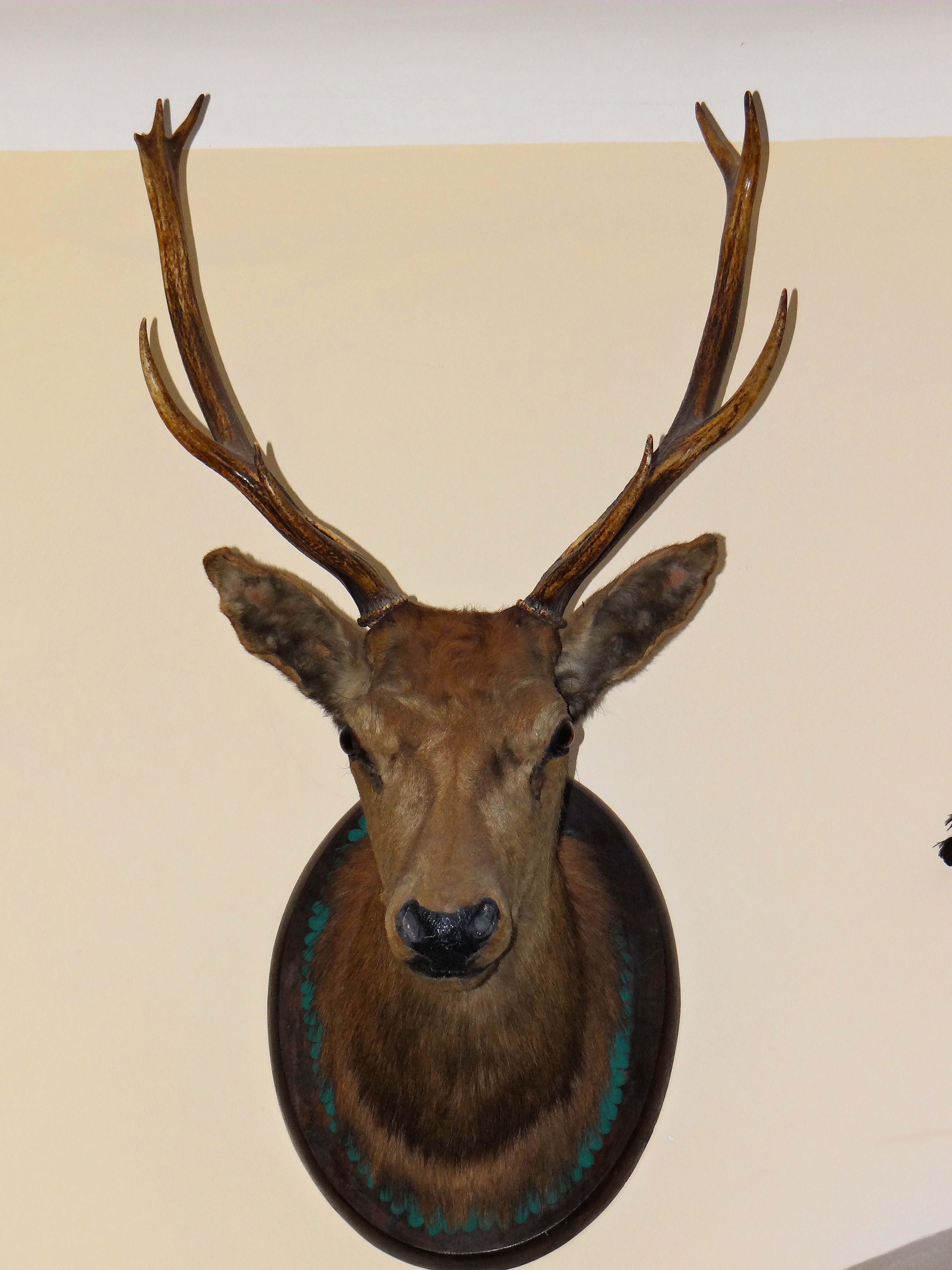 File:241112 Hunting trophies in Satwisko - 09.jpg - Wikimedia Commons