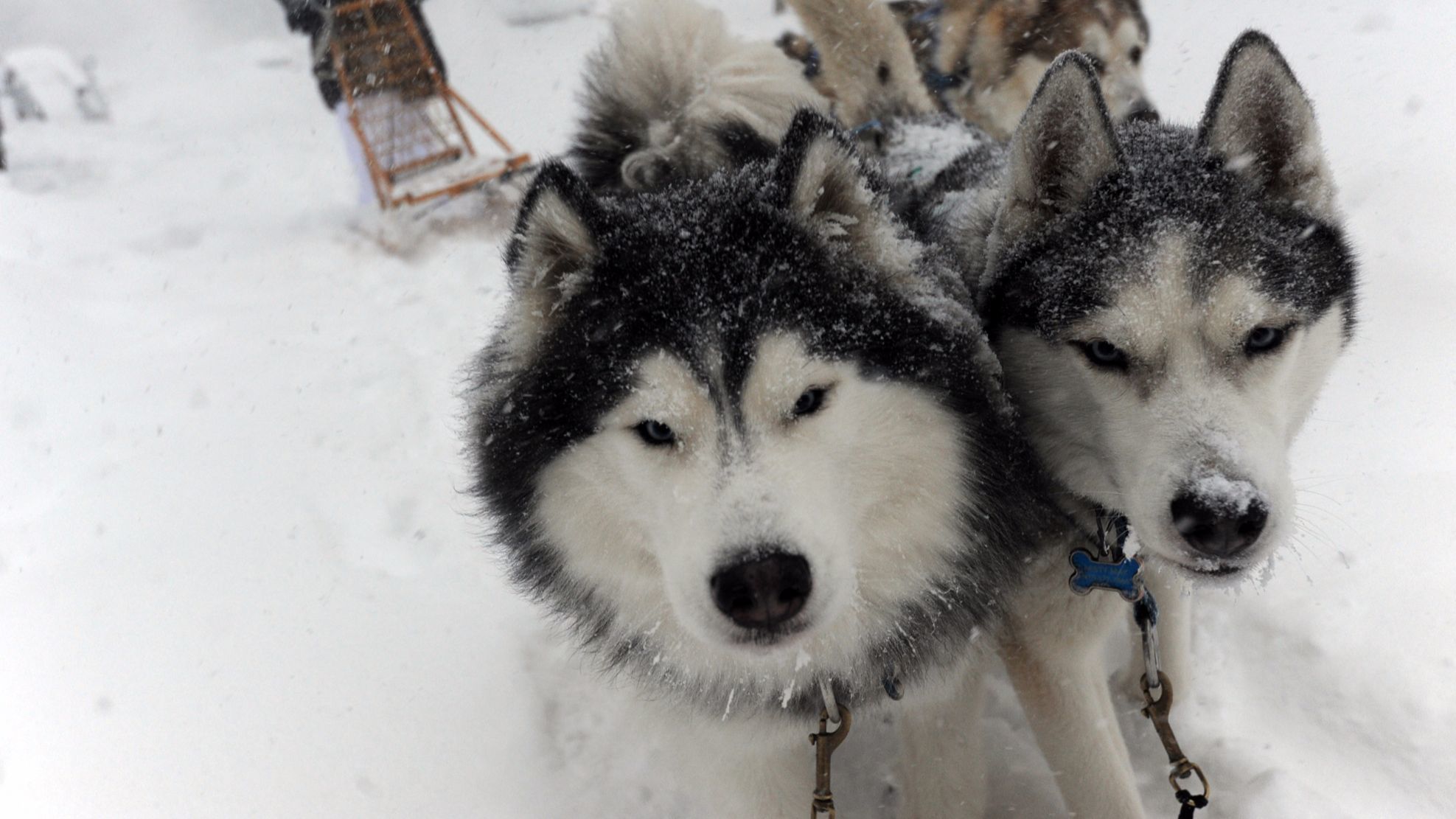 Game of Thrones' fans urged not to buy huskies after increase in ...