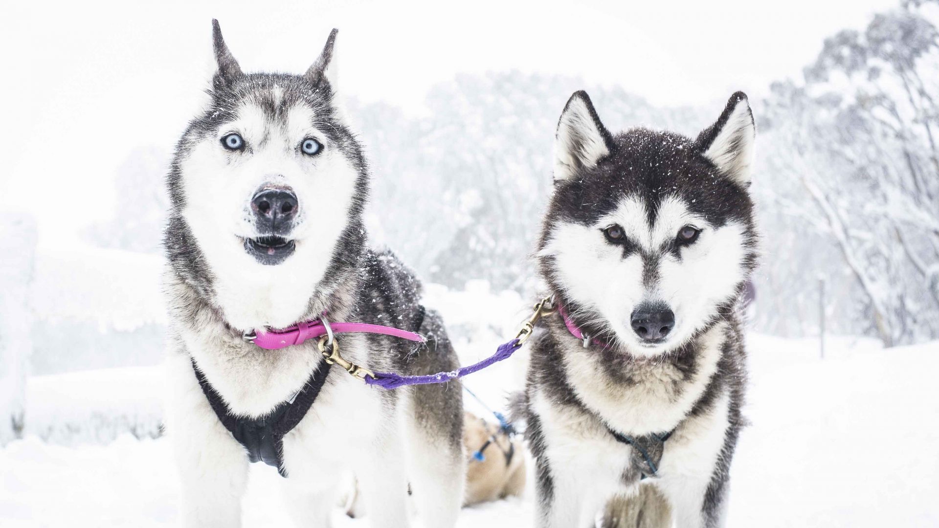 Forget the Arctic, how about husky sledding in Australia ...