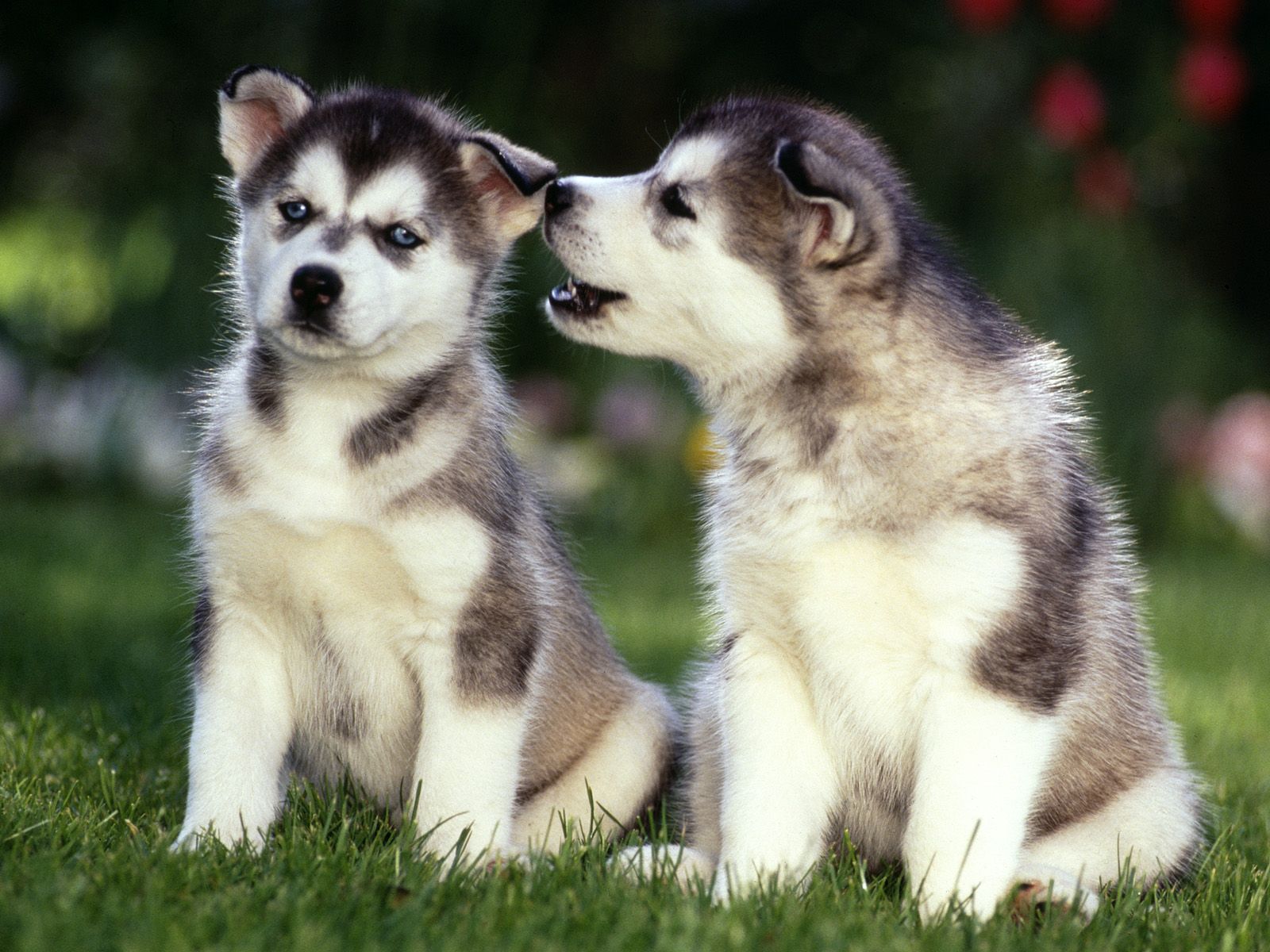 Siberian Husky Puppies | Huskeys | Pinterest | Husky puppy, Siberian ...