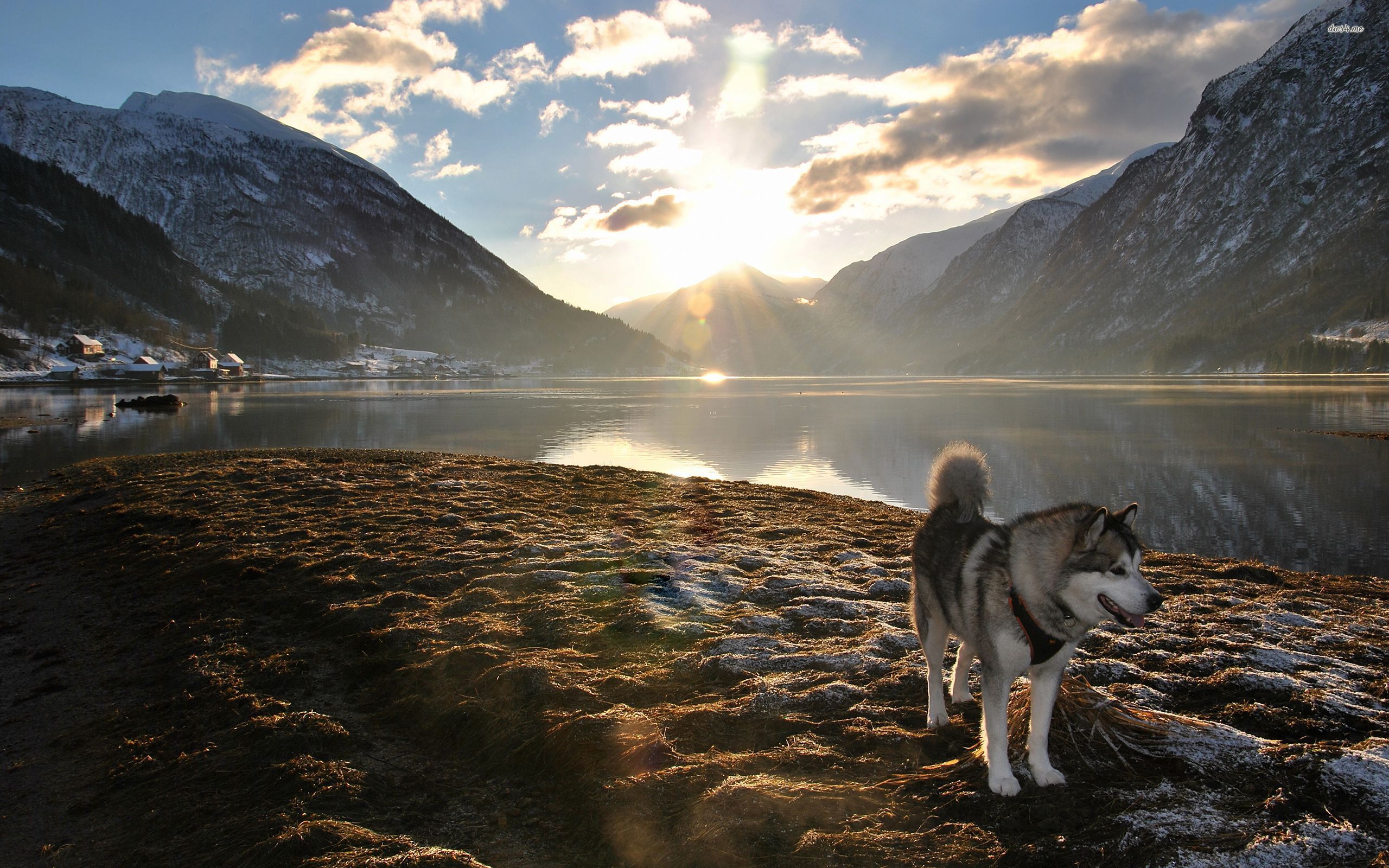 Alaskan Husky Wallpaper 3 Background Wallpaper - DogBreedsWallpapers.com