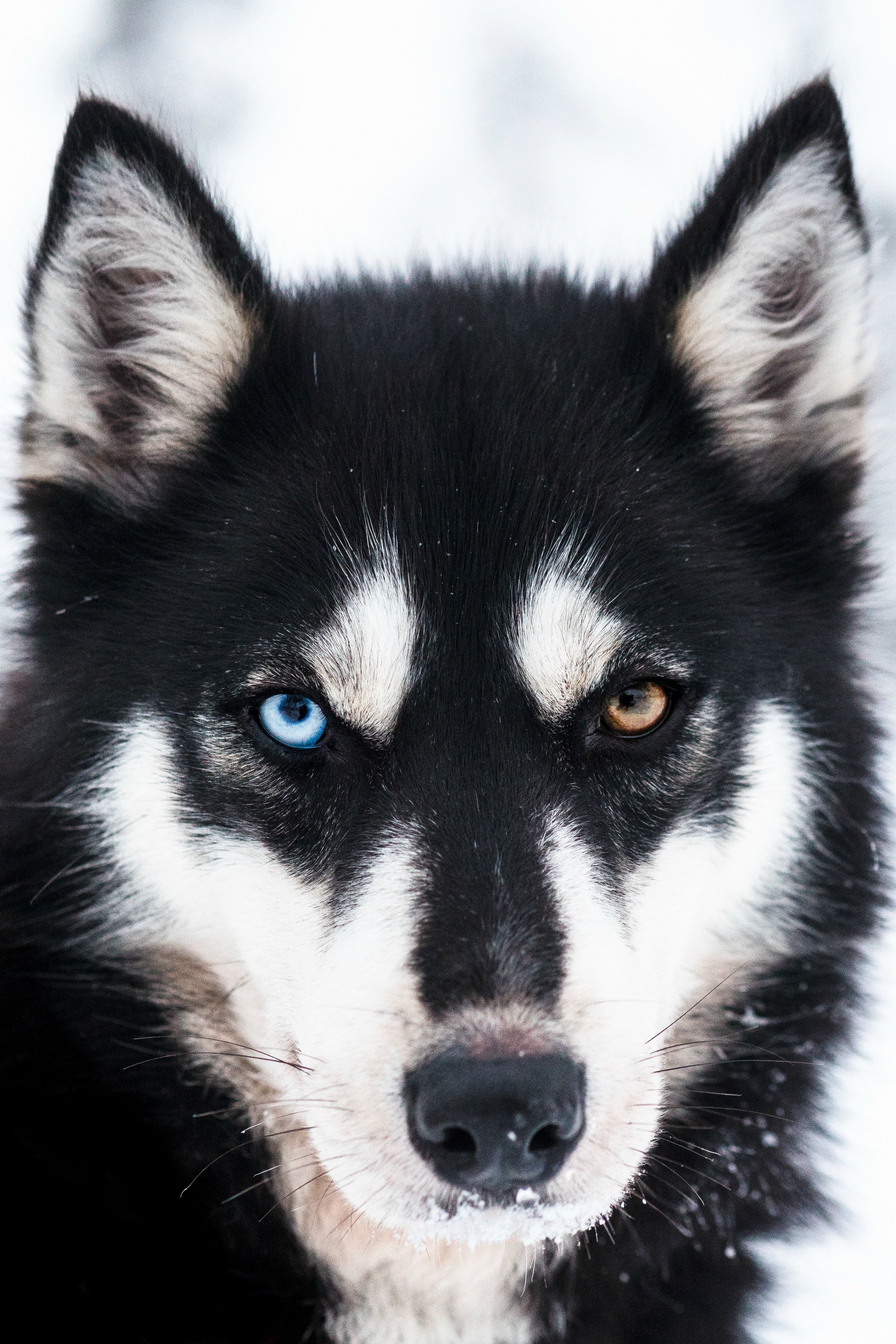 Black husky, dog portrait photography. | Dog Photography | Pinterest ...