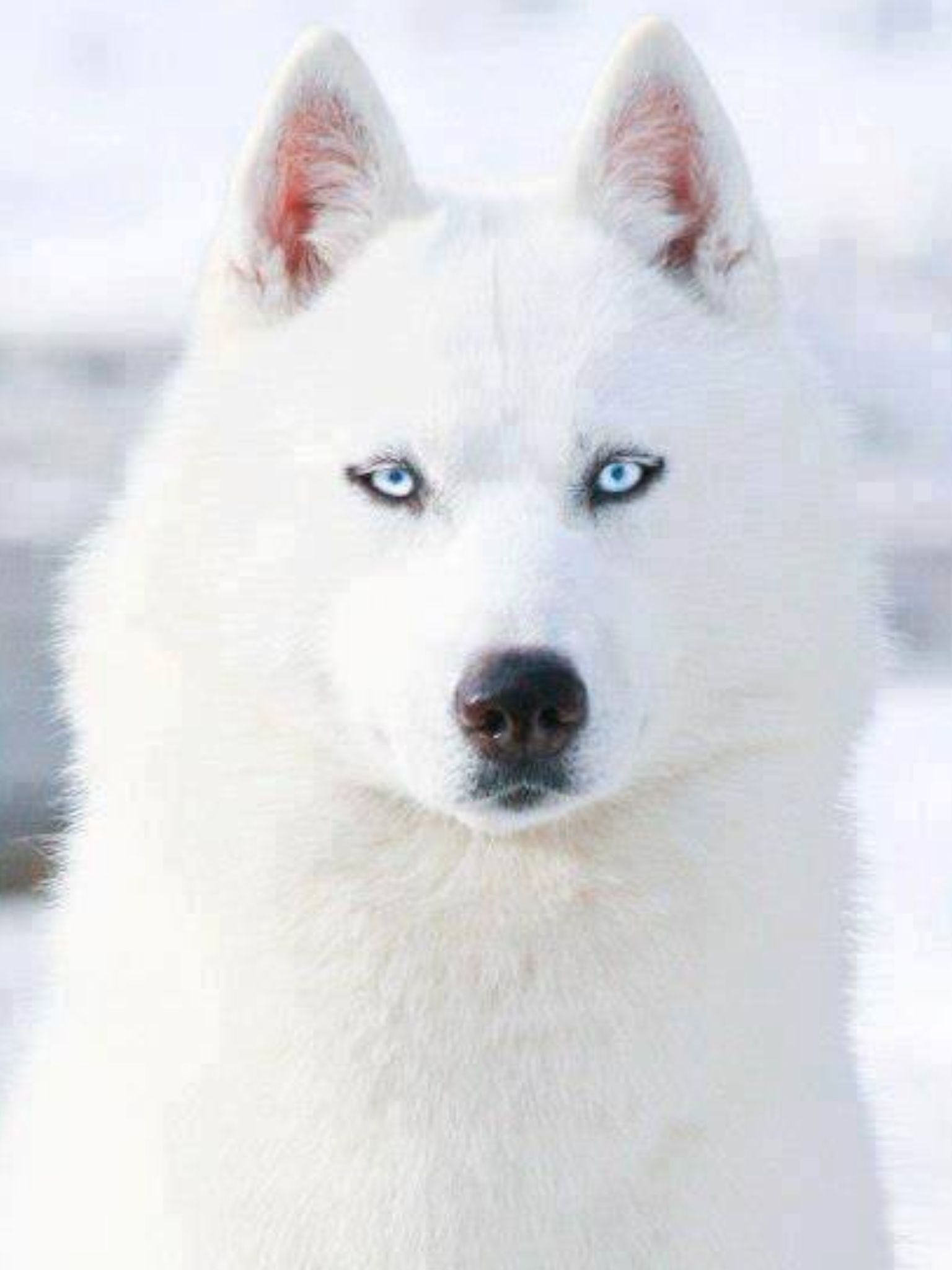White Siberian Husky with Blue Eyes | DOGS AND PUPPIES | Pinterest ...