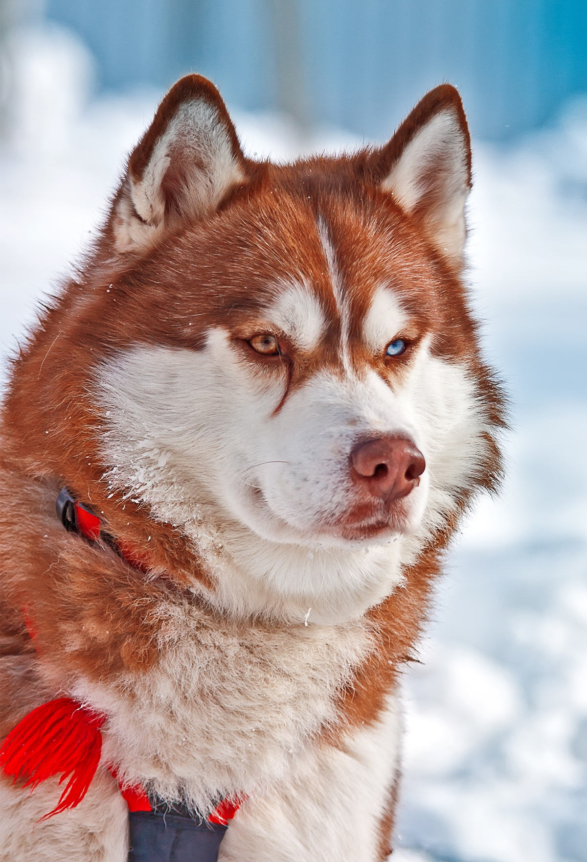 Pictures Of Huskies - An Amazing Gallery of Siberian And Alaskan ...