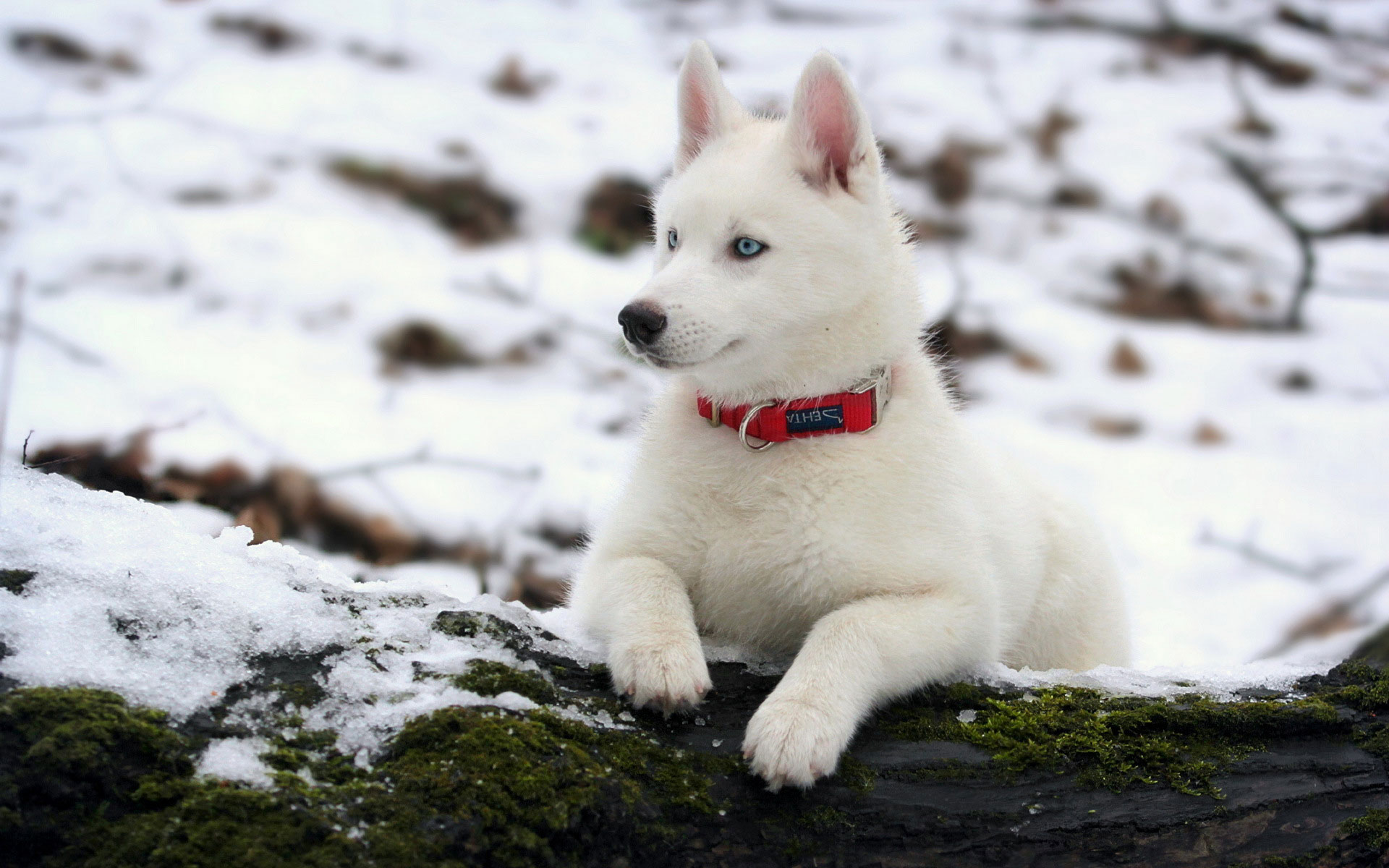 10 Things You Didn't Know about the White Siberian Husky