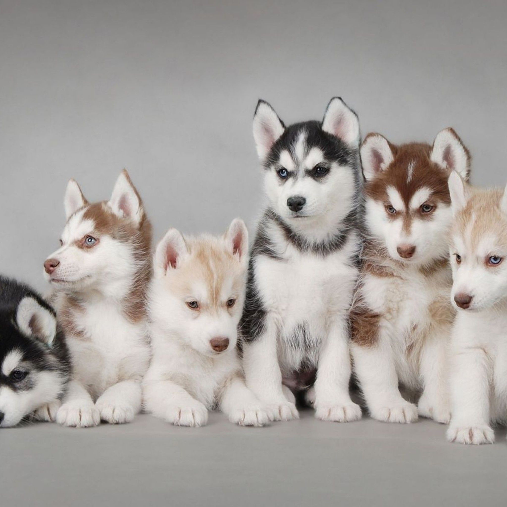 Husky puppies... I want all of them | PUPPIES! | Pinterest | Husky ...