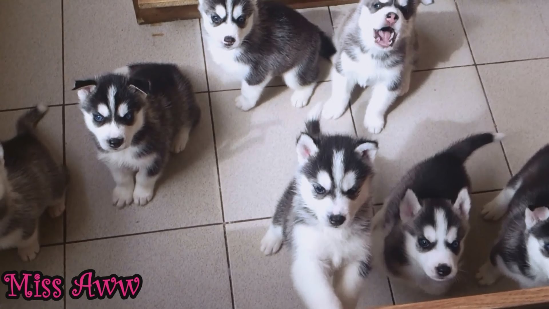 Cute Husky Puppies First Time Howling And Barking - YouTube
