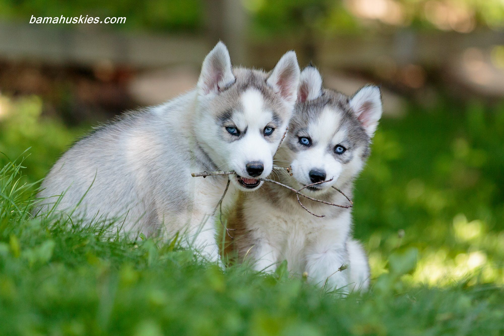 Customer Reviews – Siberian Husky Puppies For Sale