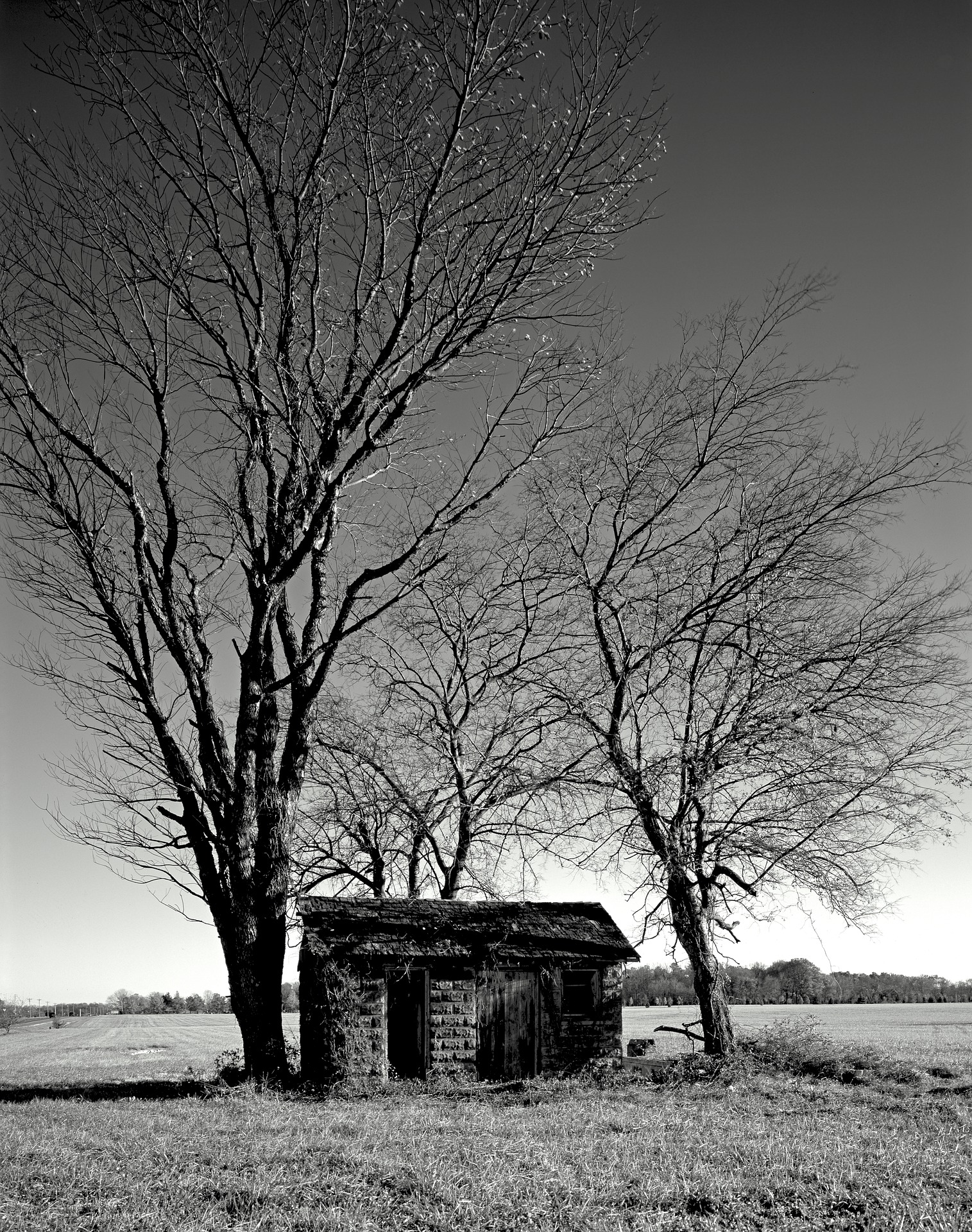 Hut with trees photo