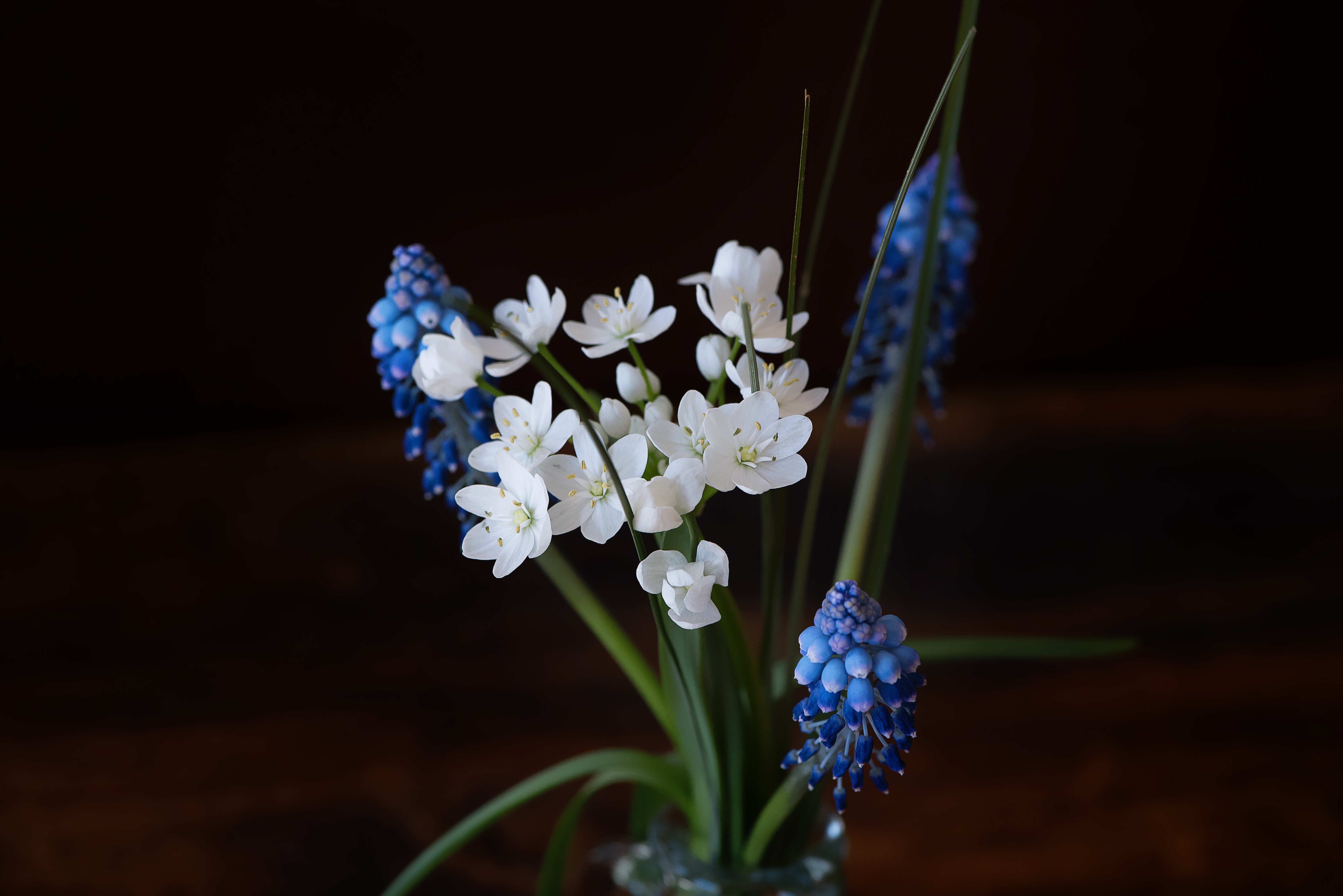 Hyacinth photo