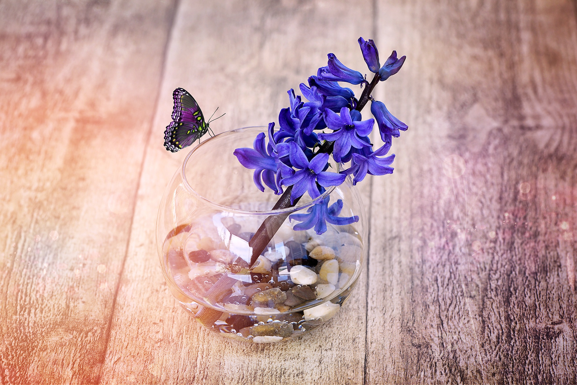 Hyacinth photo