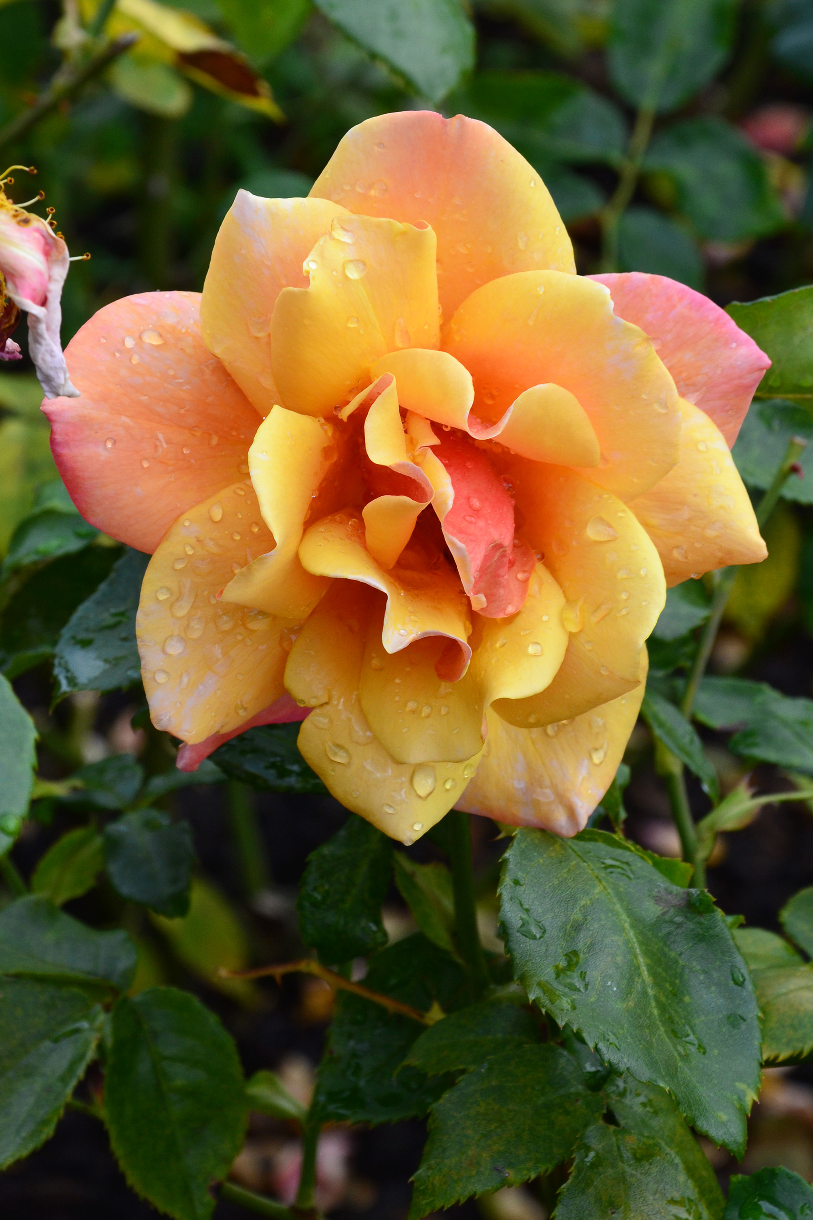 Hybrid tea rose 'Belle Epoch', Bloom, Modern, Unusual, Tea, HQ Photo