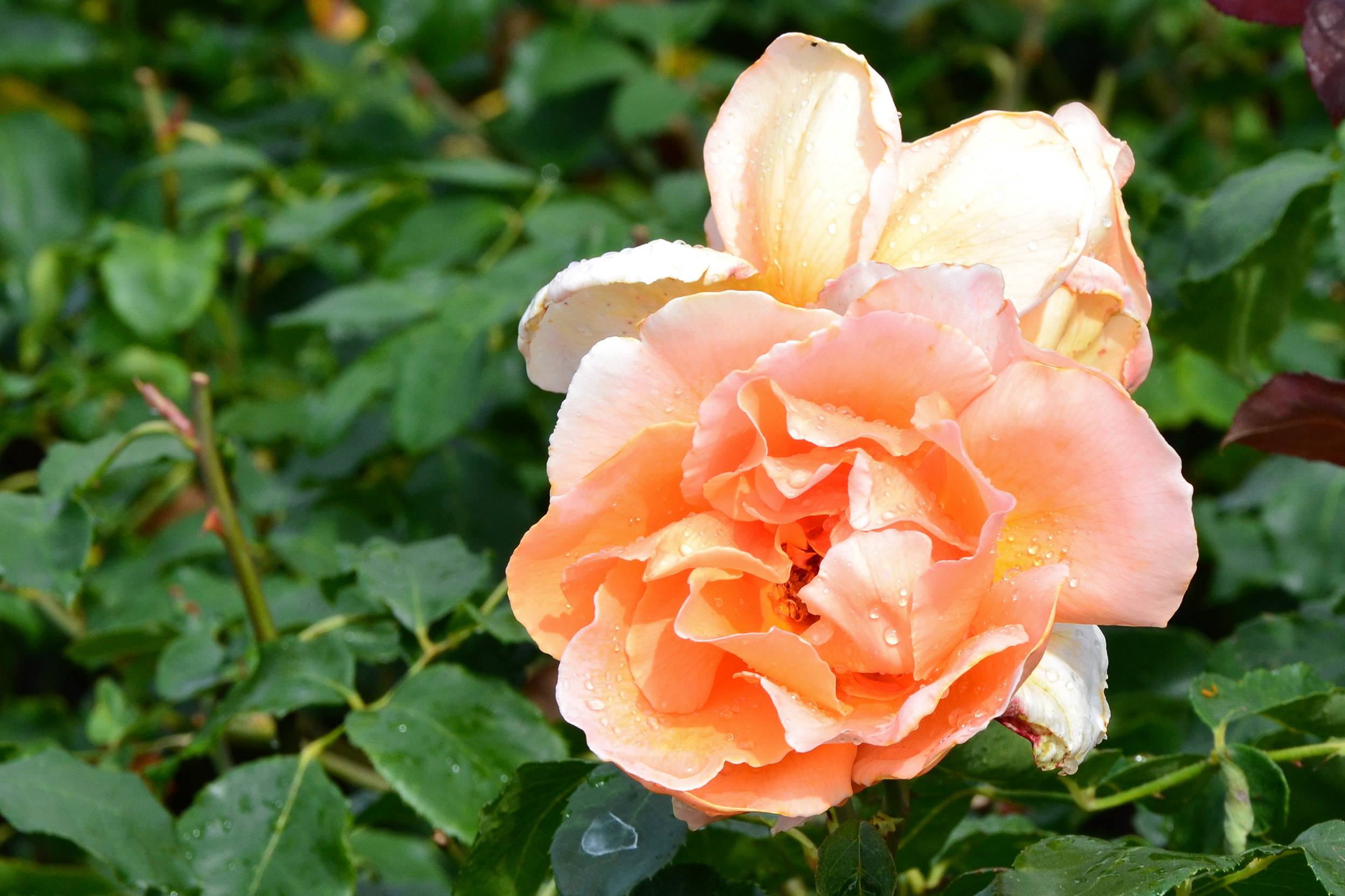 Hybrid tea rose 'just joey' photo