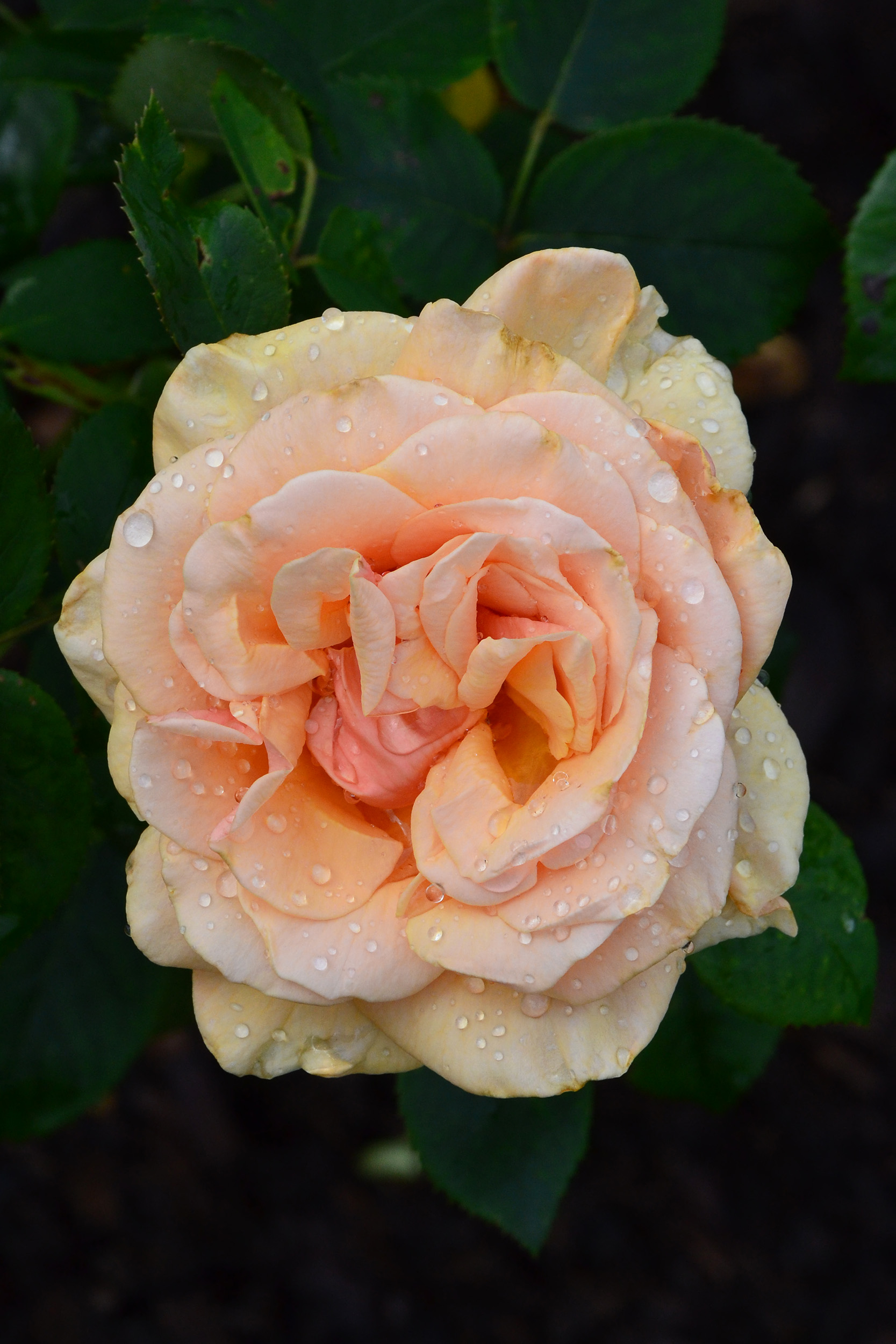 Hybrid tea rose 'royal parks' photo