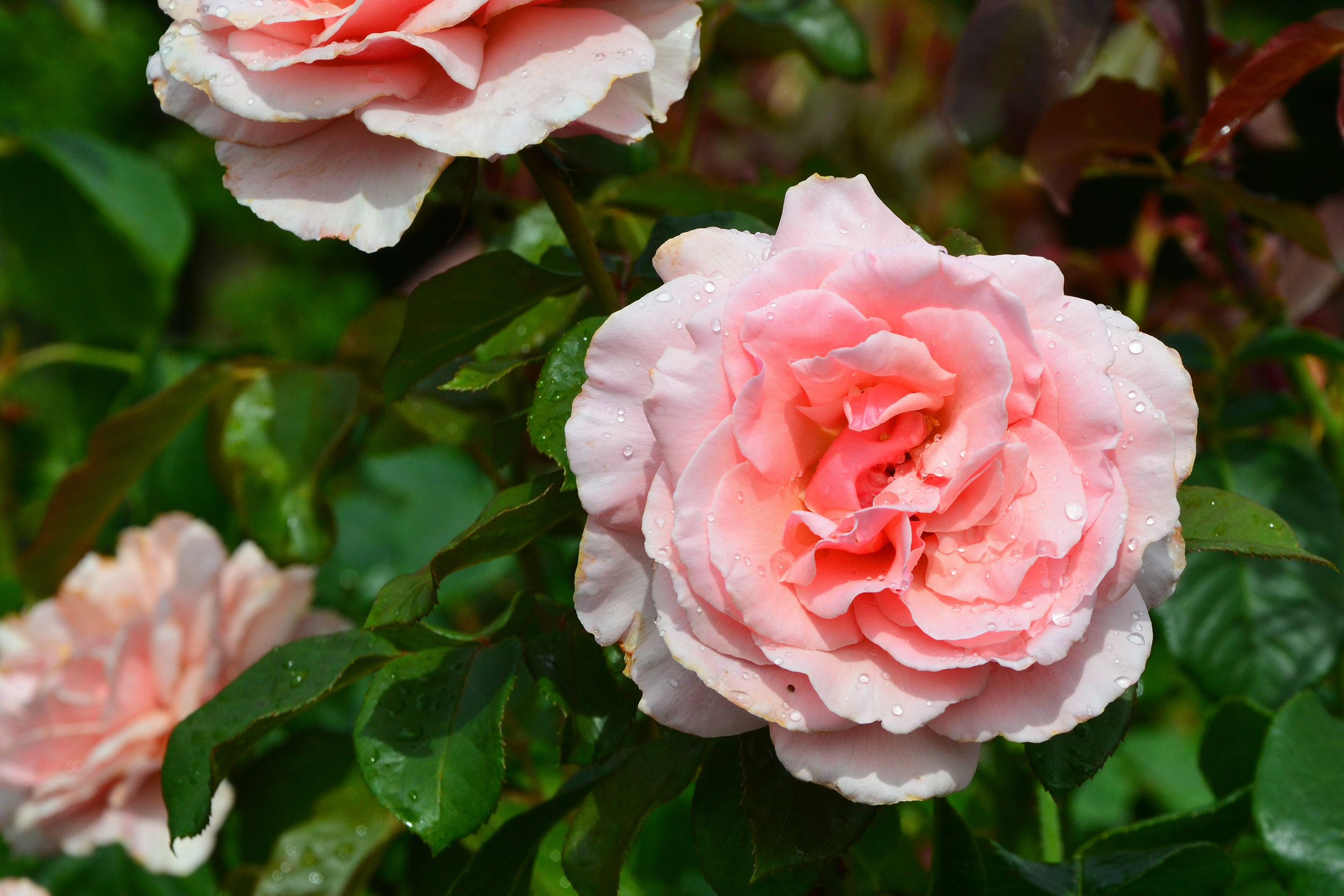 Hybrid tea rose 'thelma barlow' photo