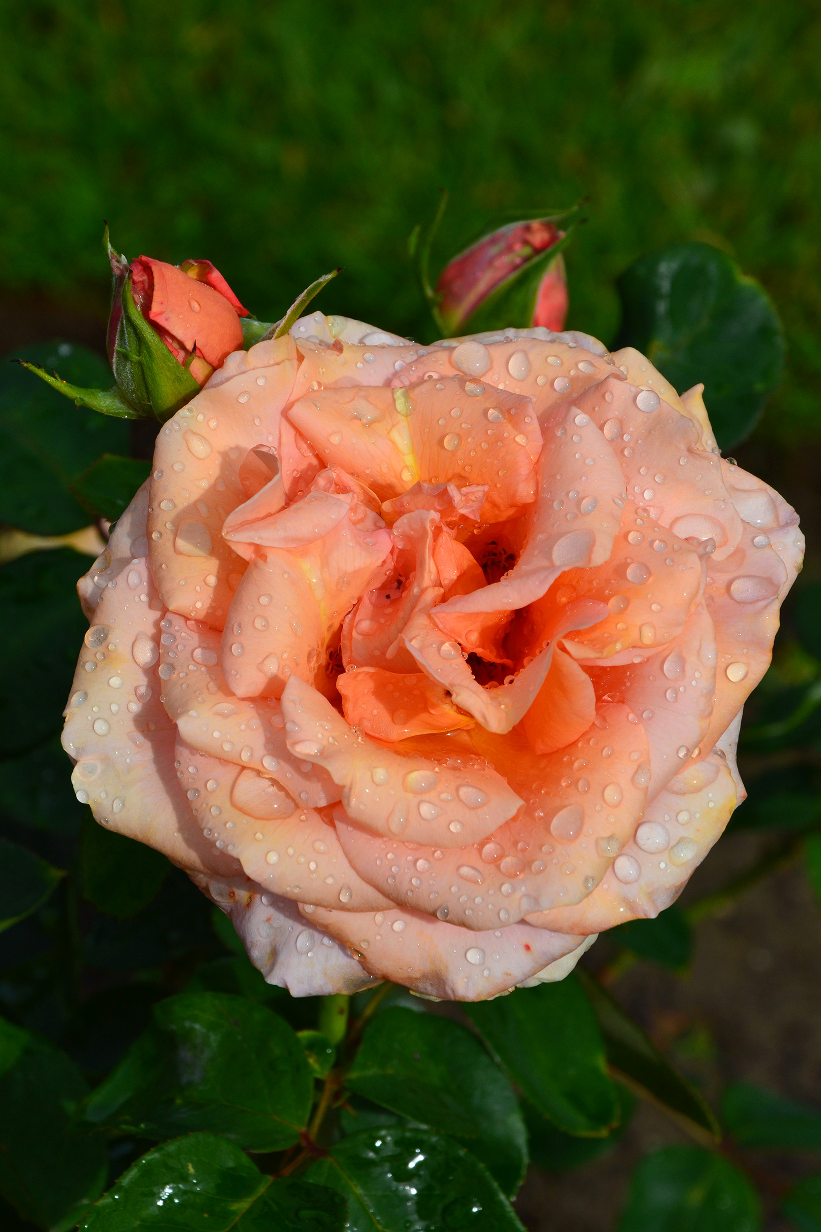 Hybrid tea rose 'warm wishes' photo