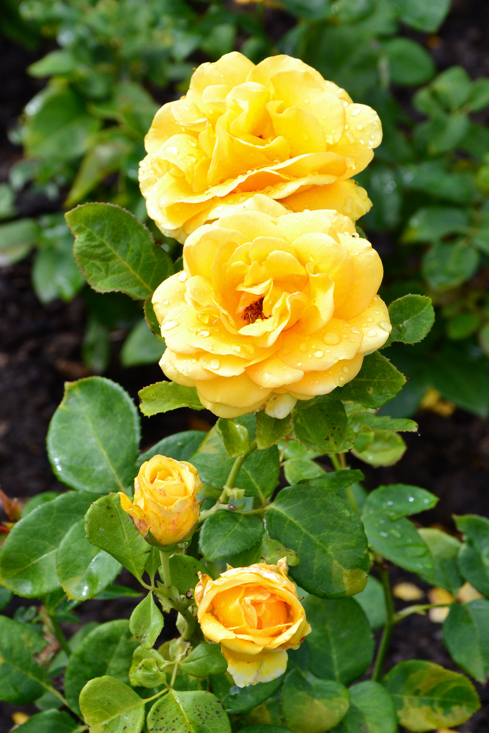 Hybrid tea roses 'You Are My Sunshine', Bloom, Perennial, Woody, Tea, HQ Photo