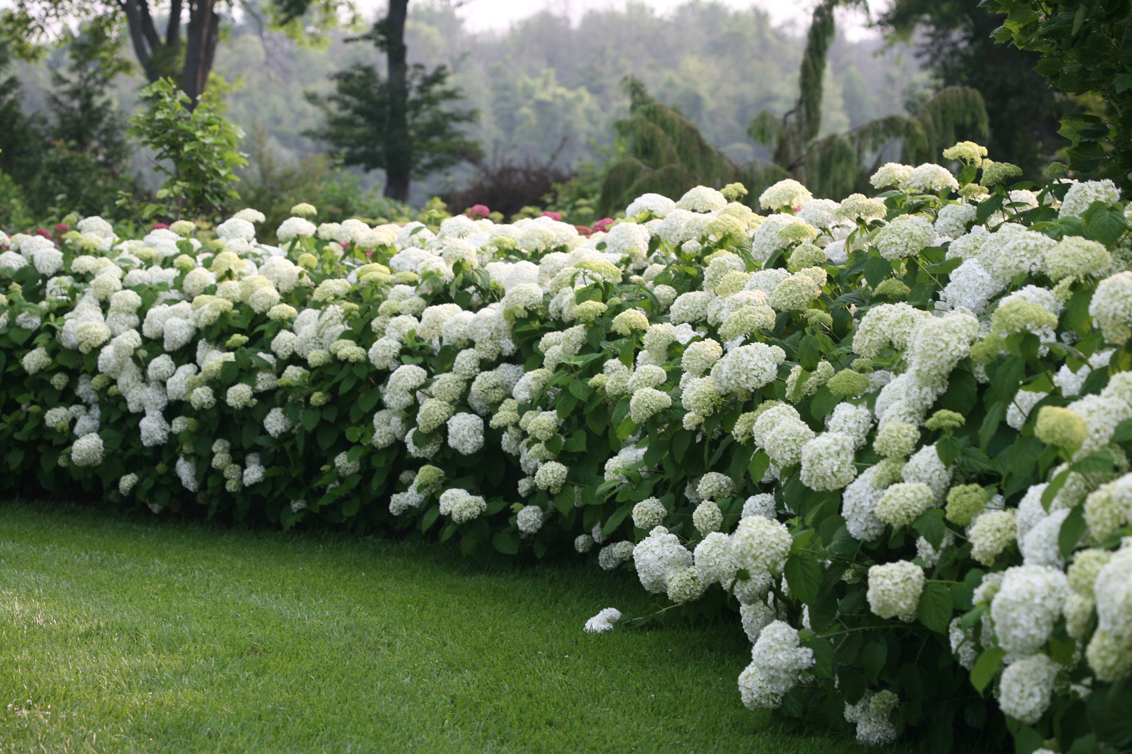 Best Hydrangeas for Every Climate - Hydrangea Growing Conditions