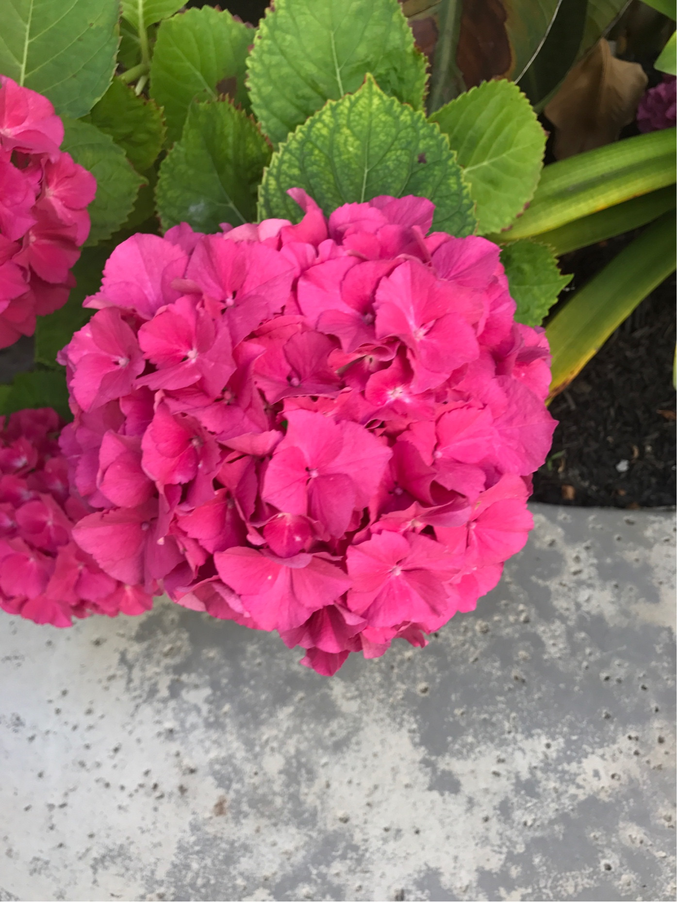 Hydrangea flowers not blooming as expected - Gardening & Landscaping ...