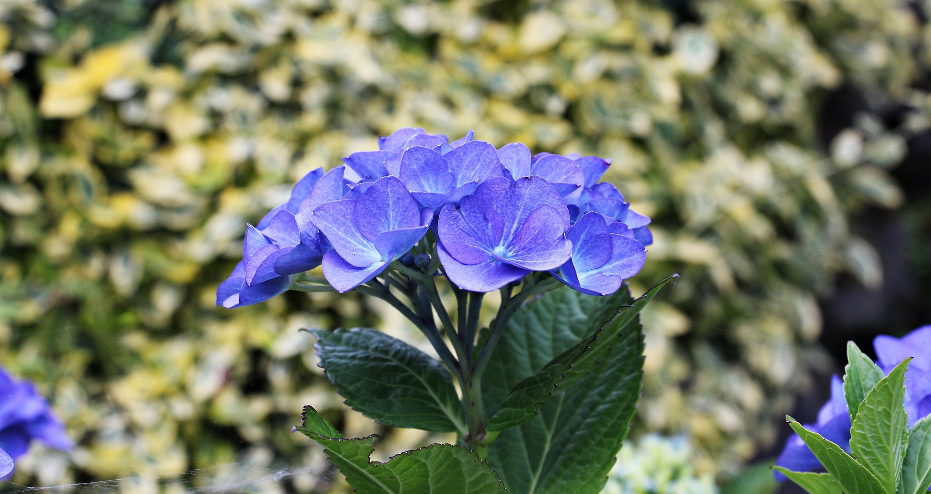 Hydrangea in the garden photo