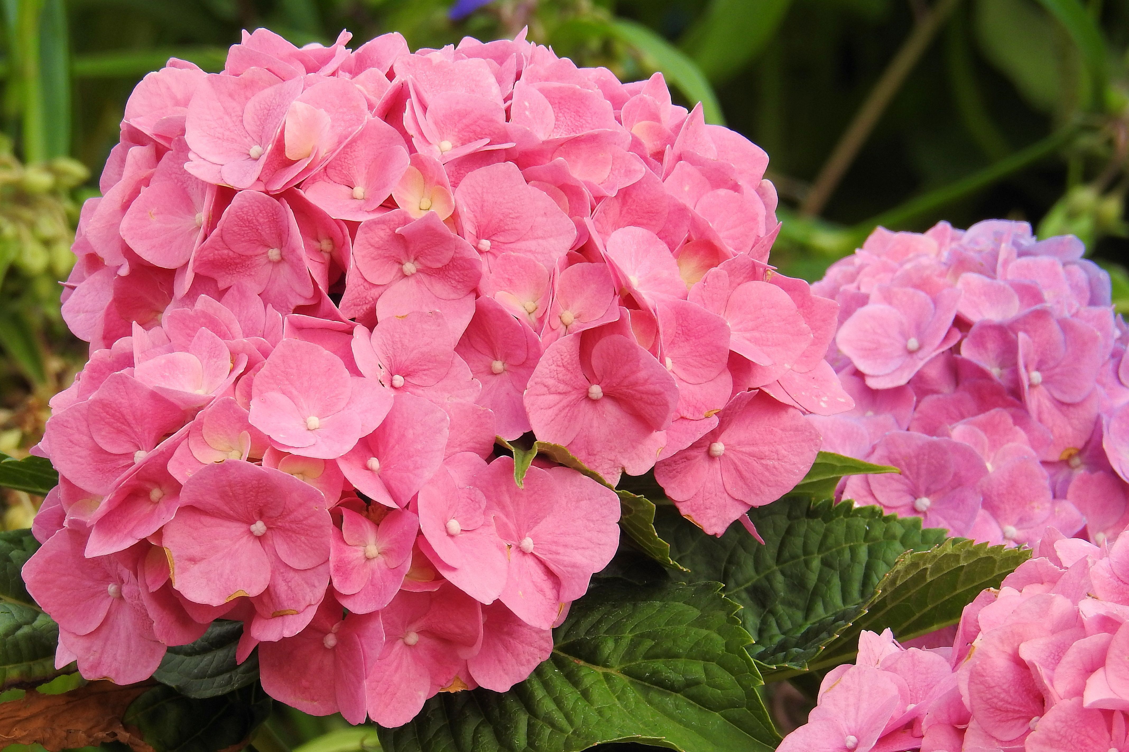 Free Images : flower, petal, garden, pink, hydrangea, flowers, shrub ...