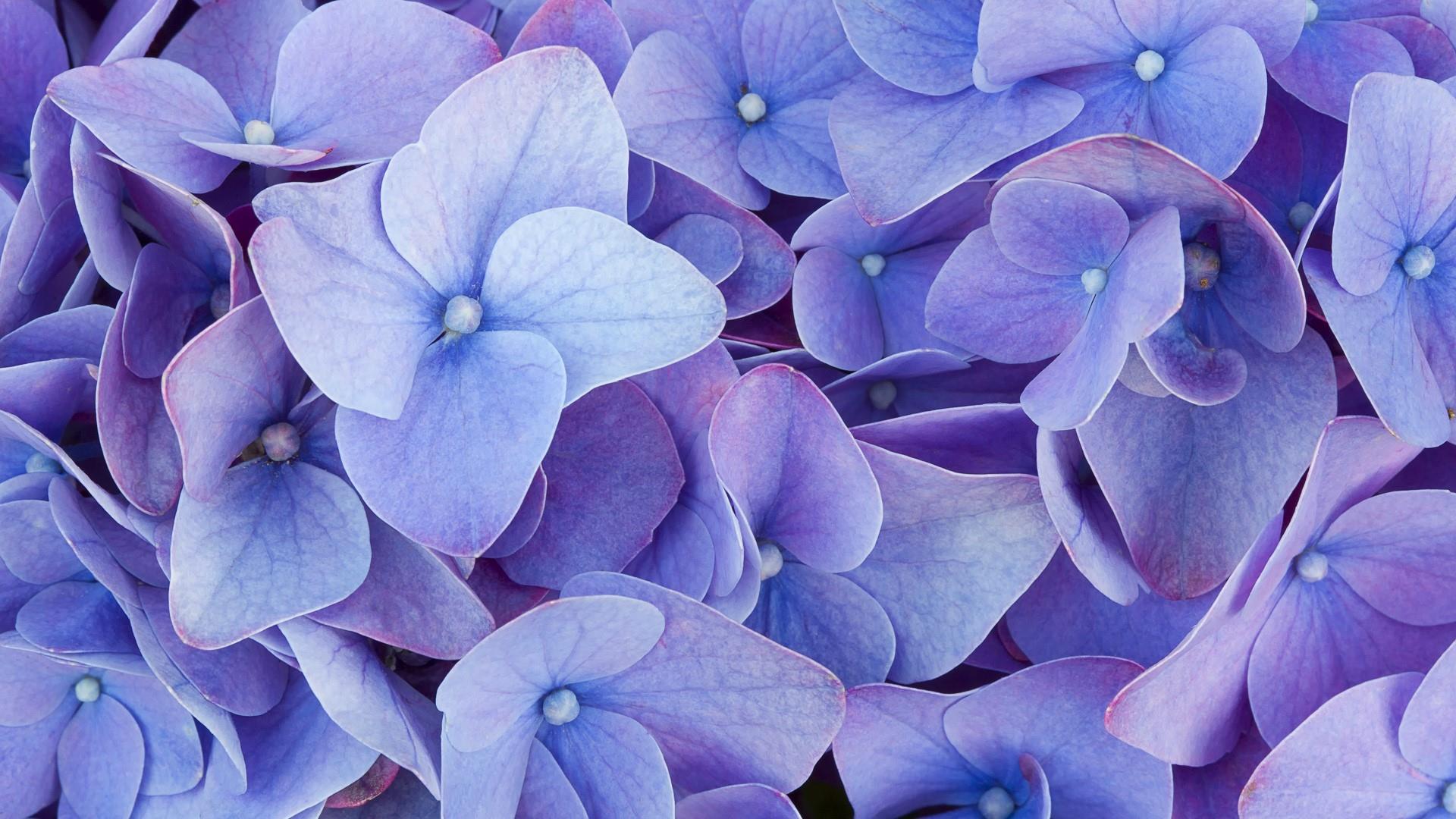 Close Up Hydrangea Flower Wallpaper | Wallpaper Studio 10 | Tens of ...