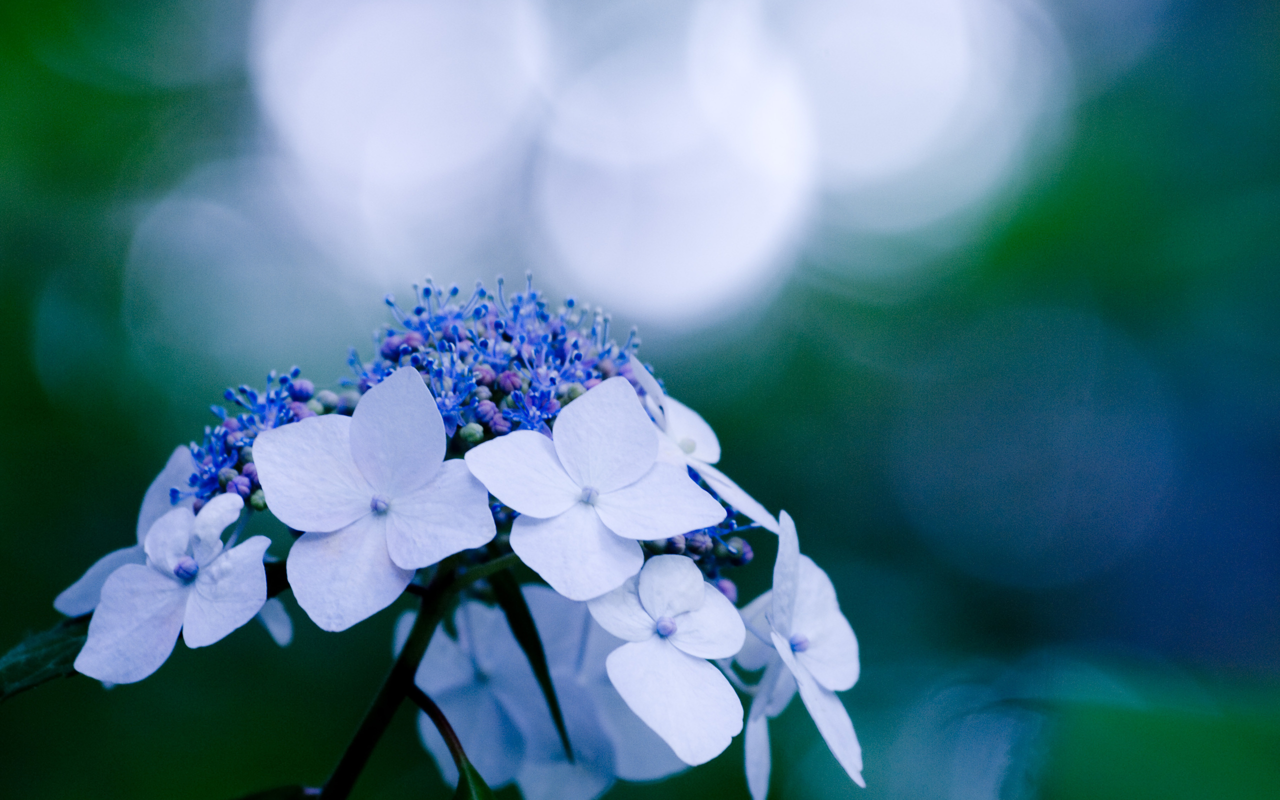 Beautiful Hydrangea Flowers 25715 2560x1600 px ~ HDWallSource.com