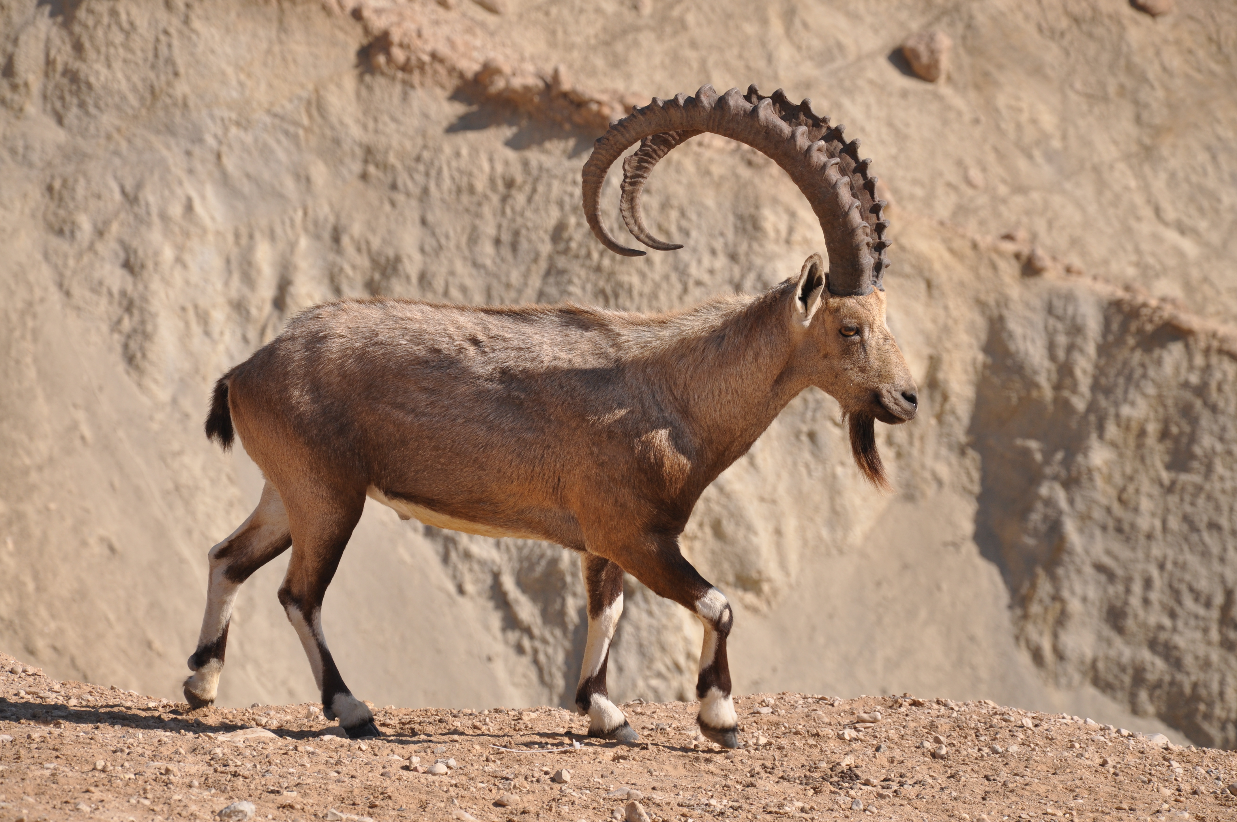Nubian ibex - Wikipedia