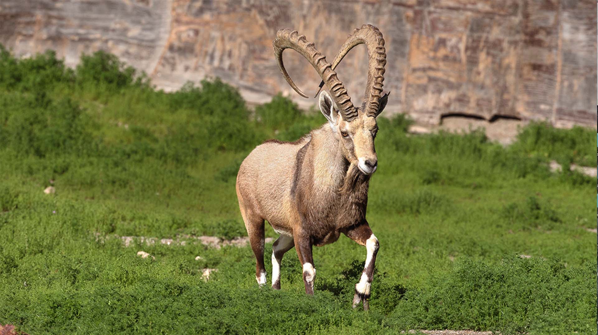 Nubian Ibex | San Diego Zoo Animals & Plants
