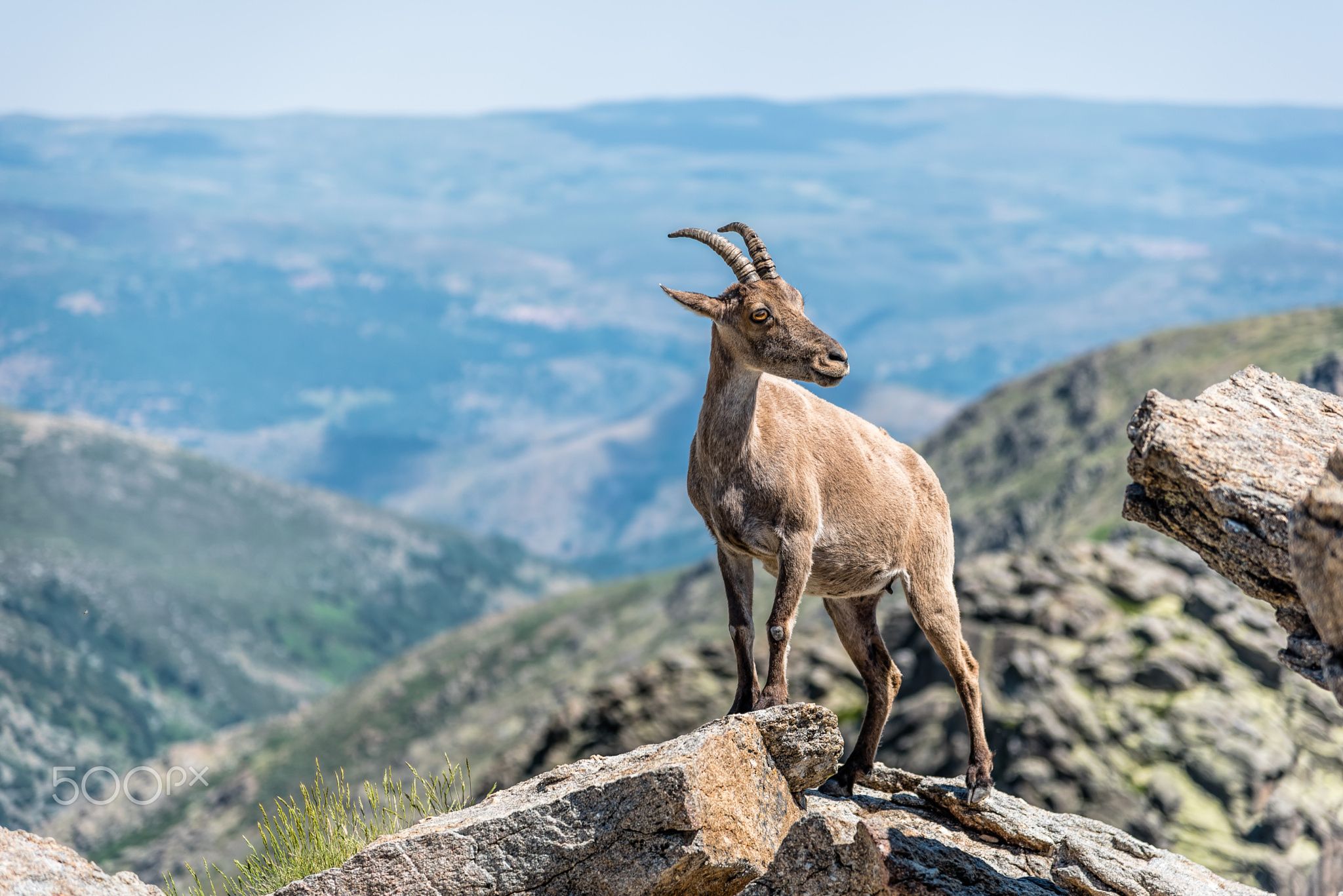 Ibex on top of the rocks - Ibex on top of the rocks. Capra pyrenaica ...