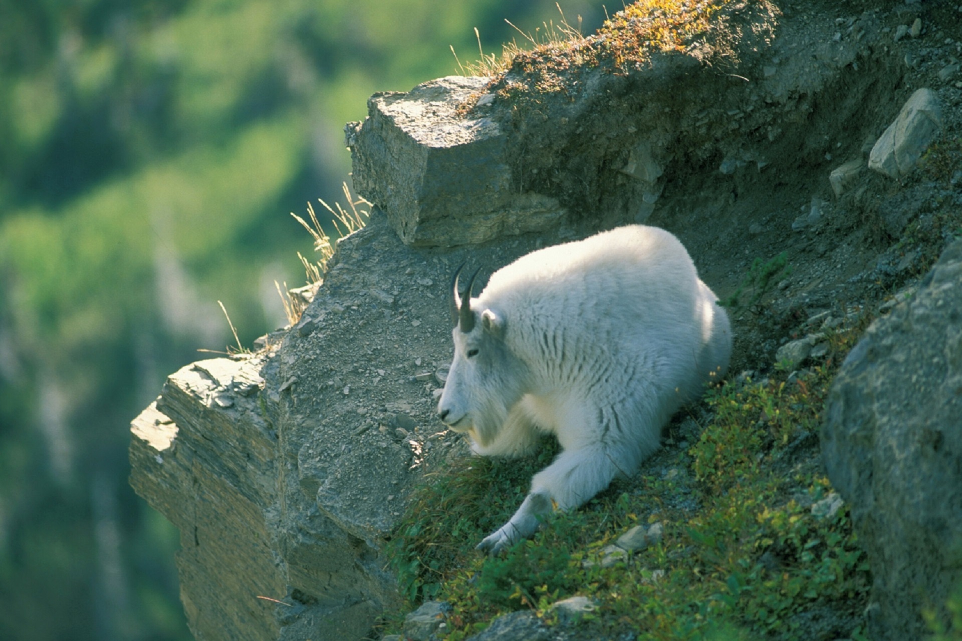 Ibex on Top, Animal, Goat, Ibex, Landscape, HQ Photo