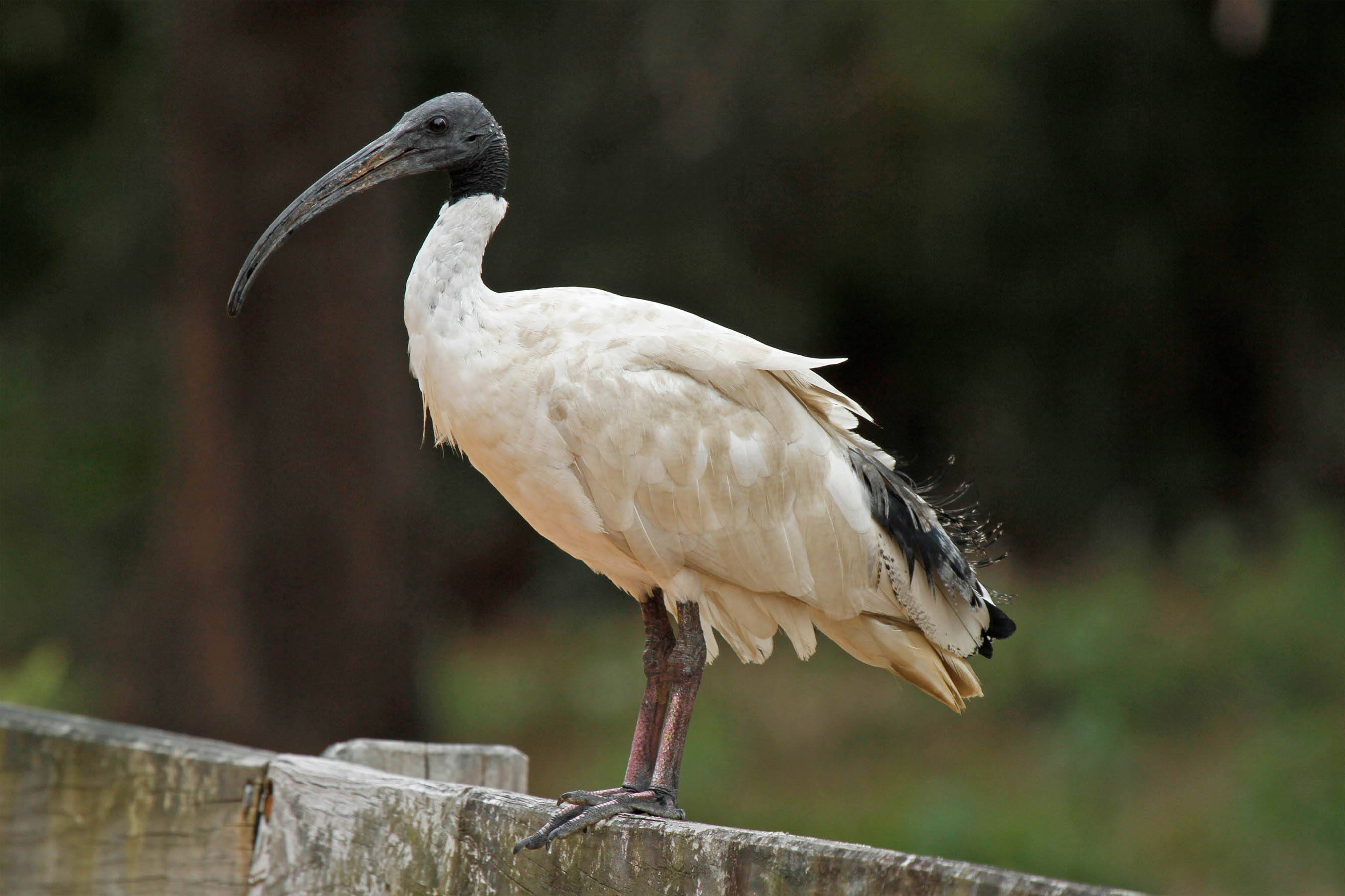 White ibis | New Zealand Birds Online