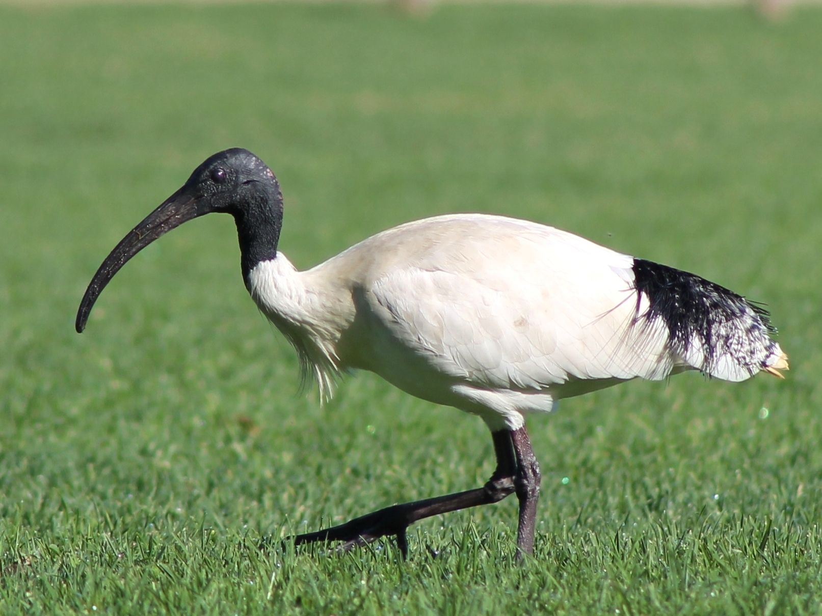 ibis bird - Google Search | Beautiful birds | Pinterest | Bird ...