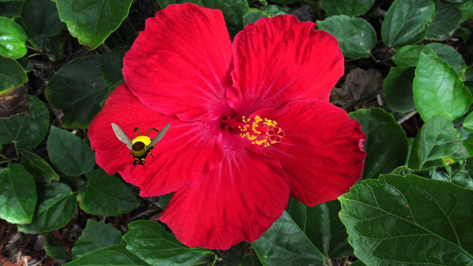 The Hibiscus Honey Bee A Sweet Thought - YouTube