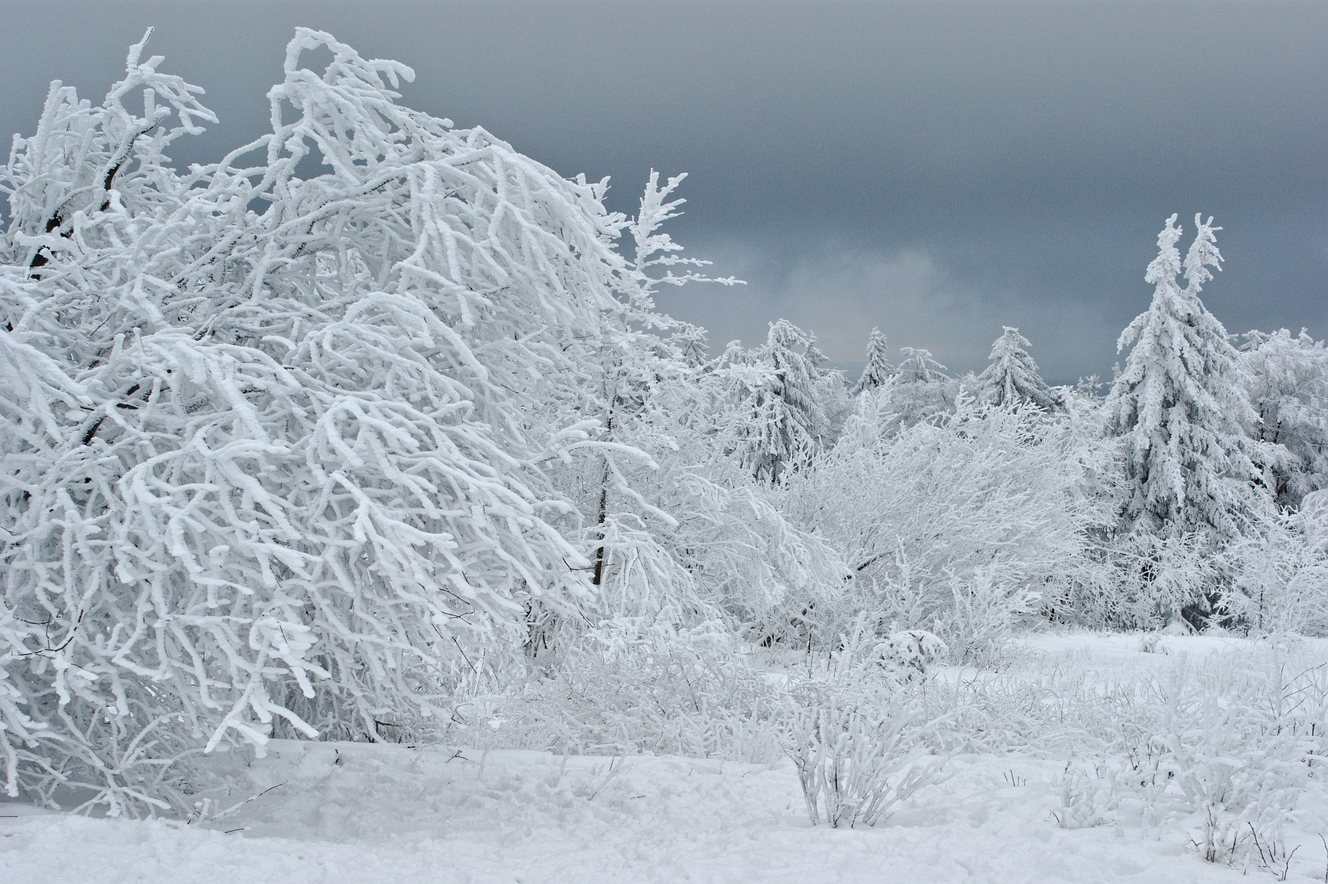File:Feldberg Ice and Snow Trees.jpg - Wikimedia Commons