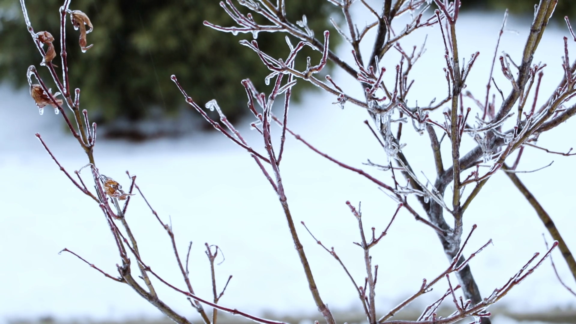 Ice Covered Tree During Ice Storm Stock Video Footage - VideoBlocks