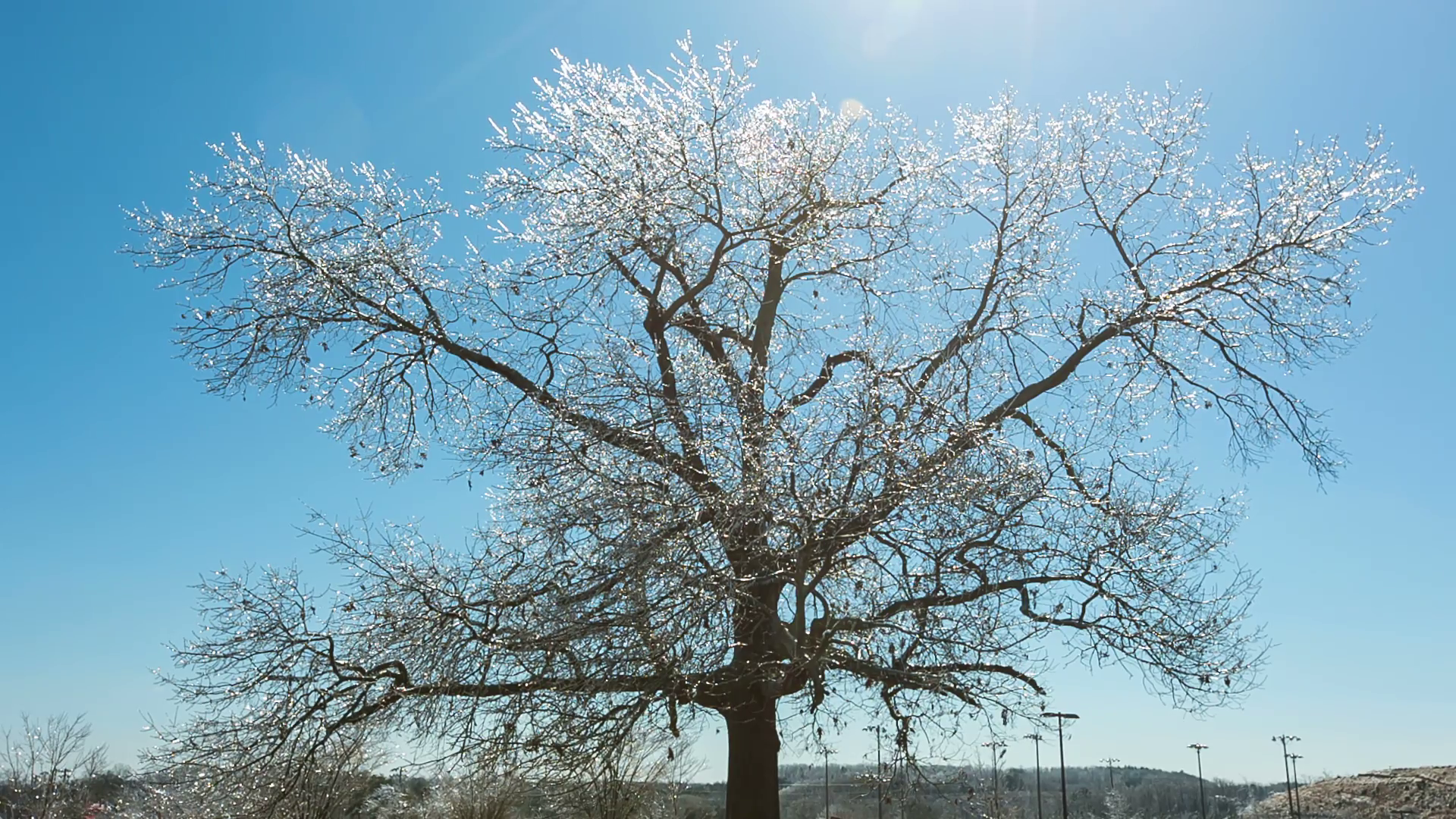 Ice Covered Tree Wide Angle Centered. an ice covered tree after an ...