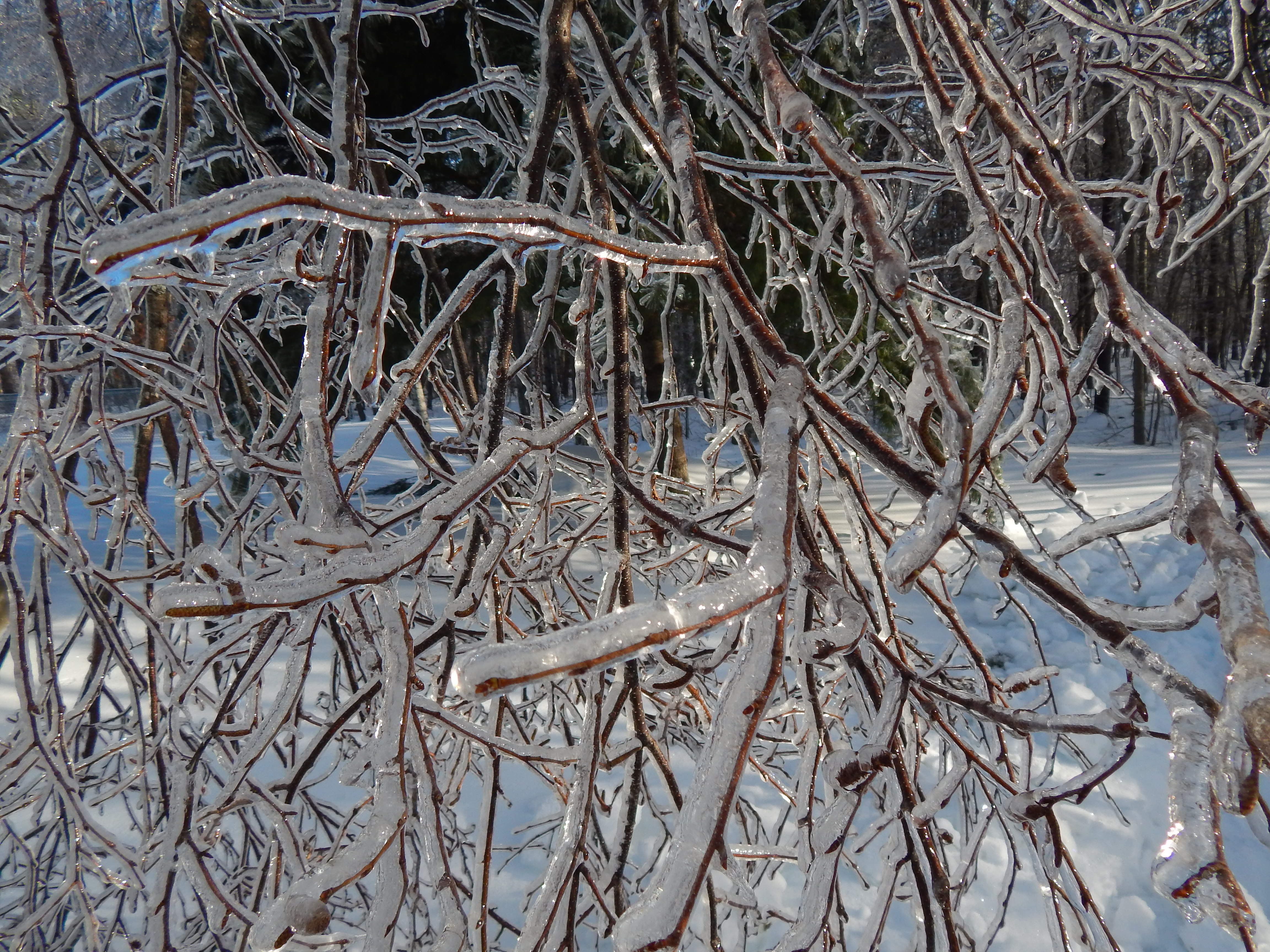 Ice covered tree branch photo