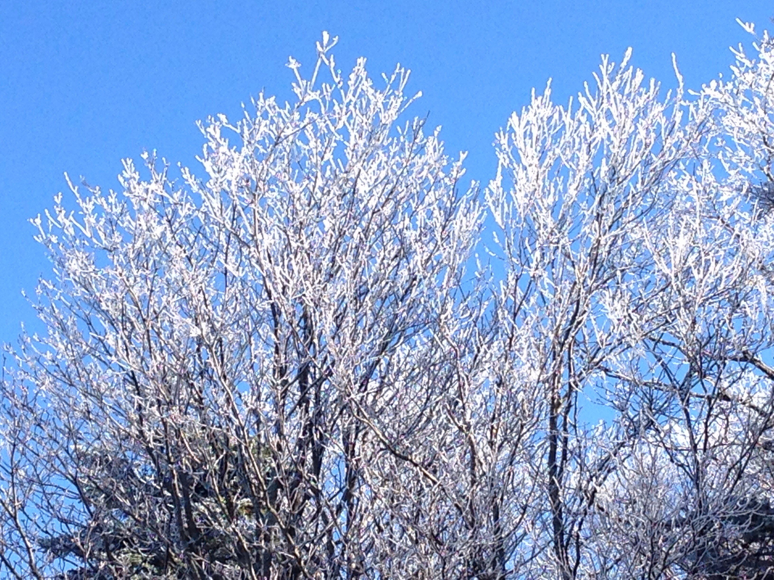 File:The beginning of winter, ice covered trees on top of a mountain ...