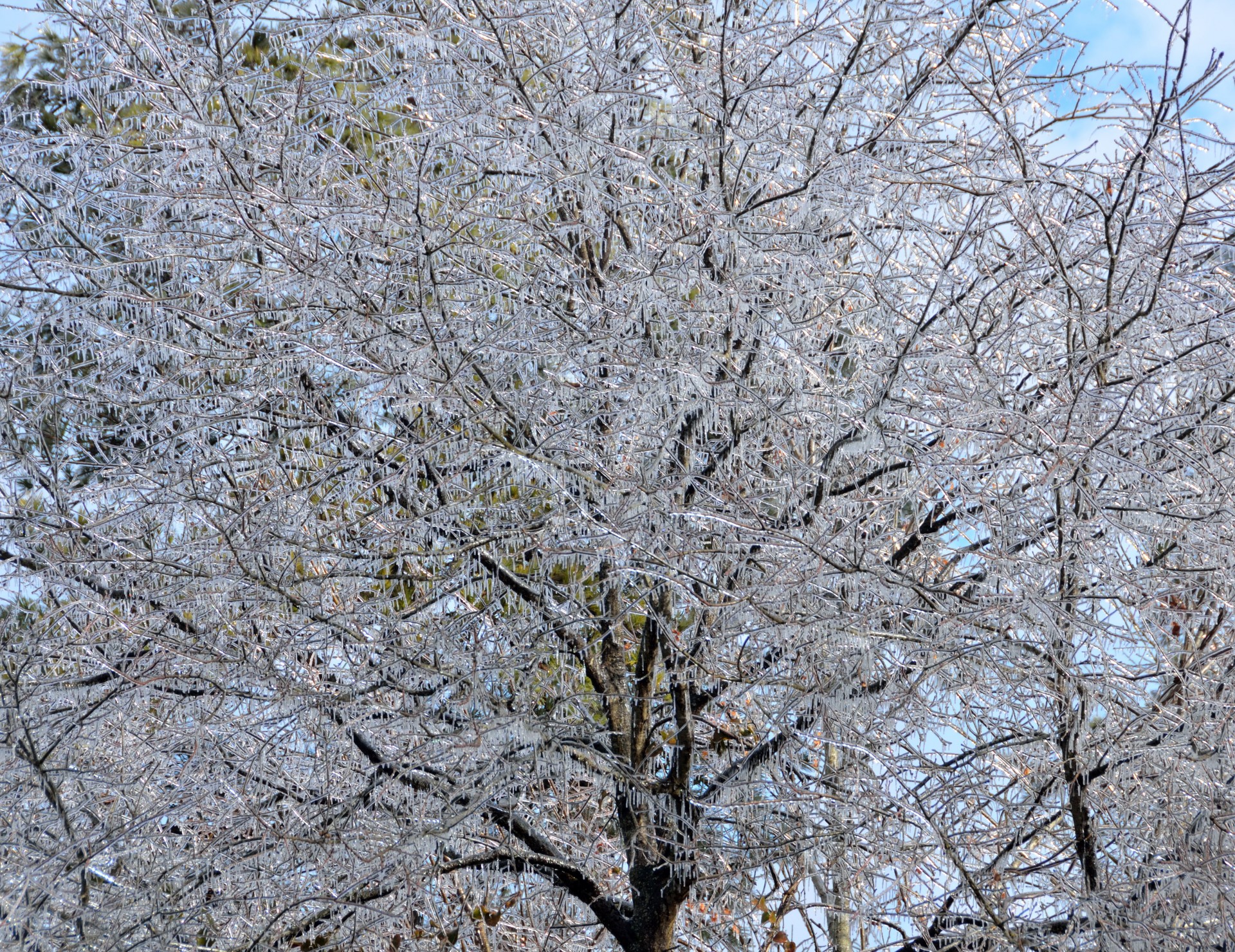 Ice Covered Tree Free Stock Photo - Public Domain Pictures