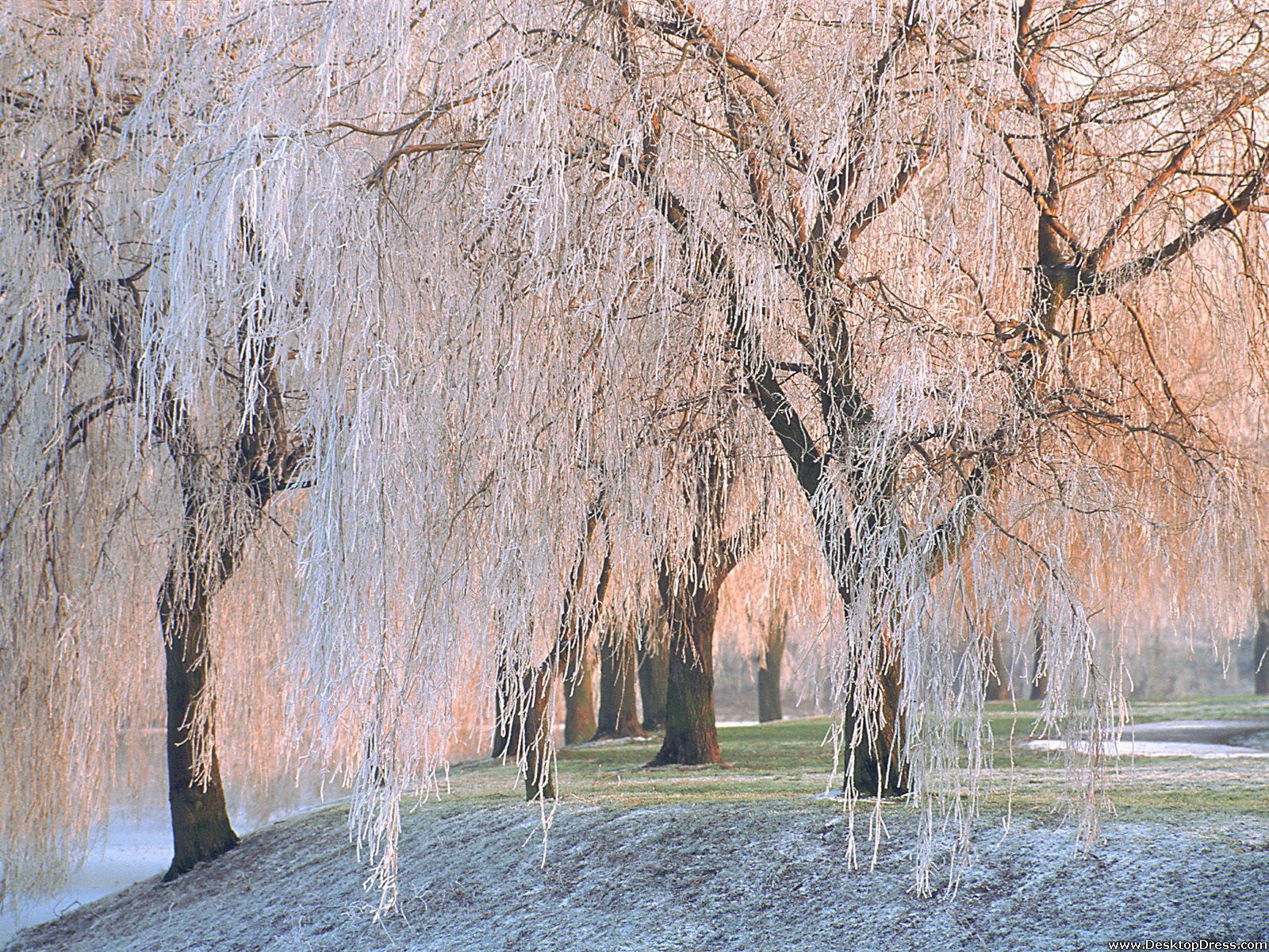 Desktop Wallpapers » Natural Backgrounds » Ice Covered Willow Trees ...