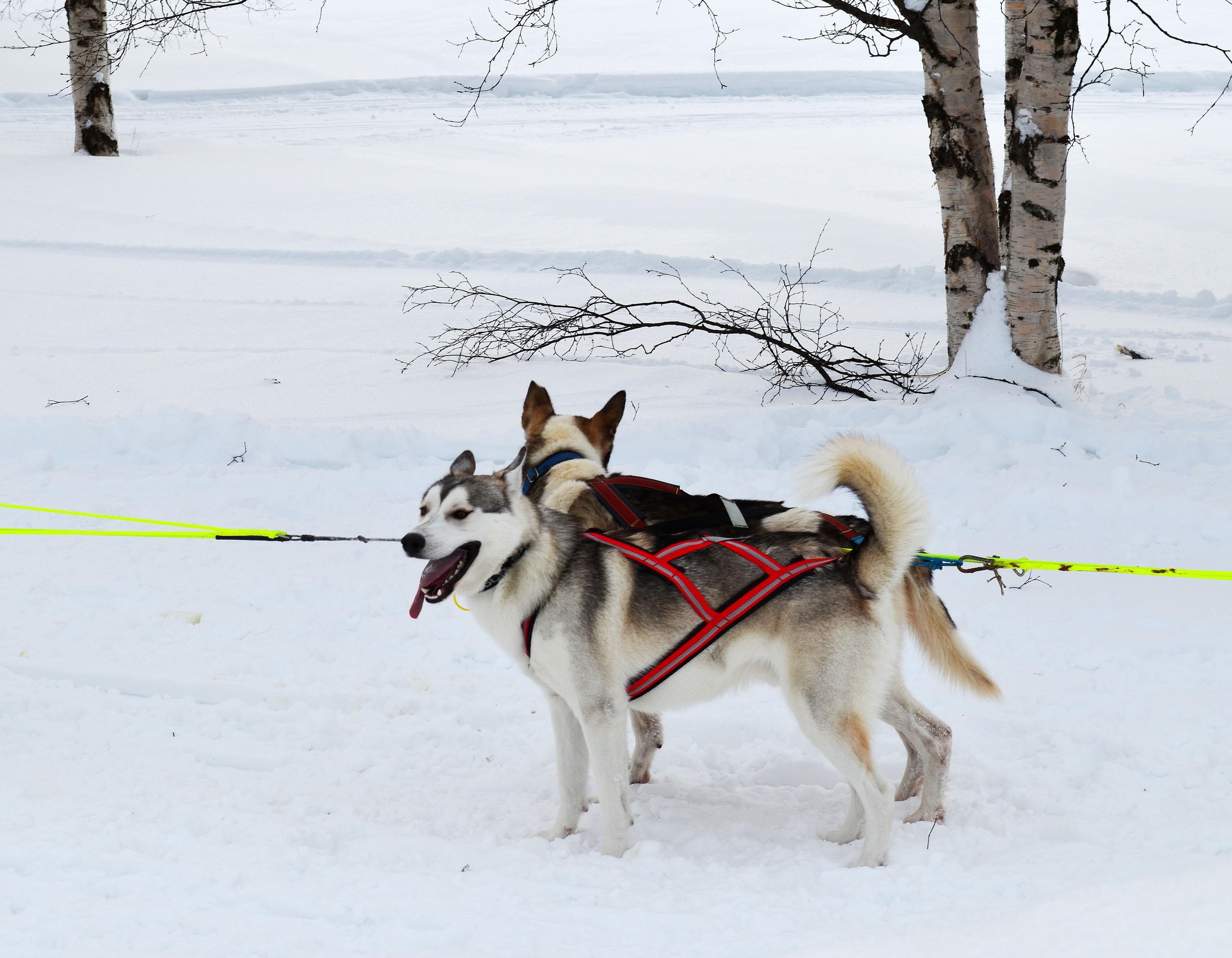 Free picture: winter, snow, cold, sled, ice, dog, canine, dogsled