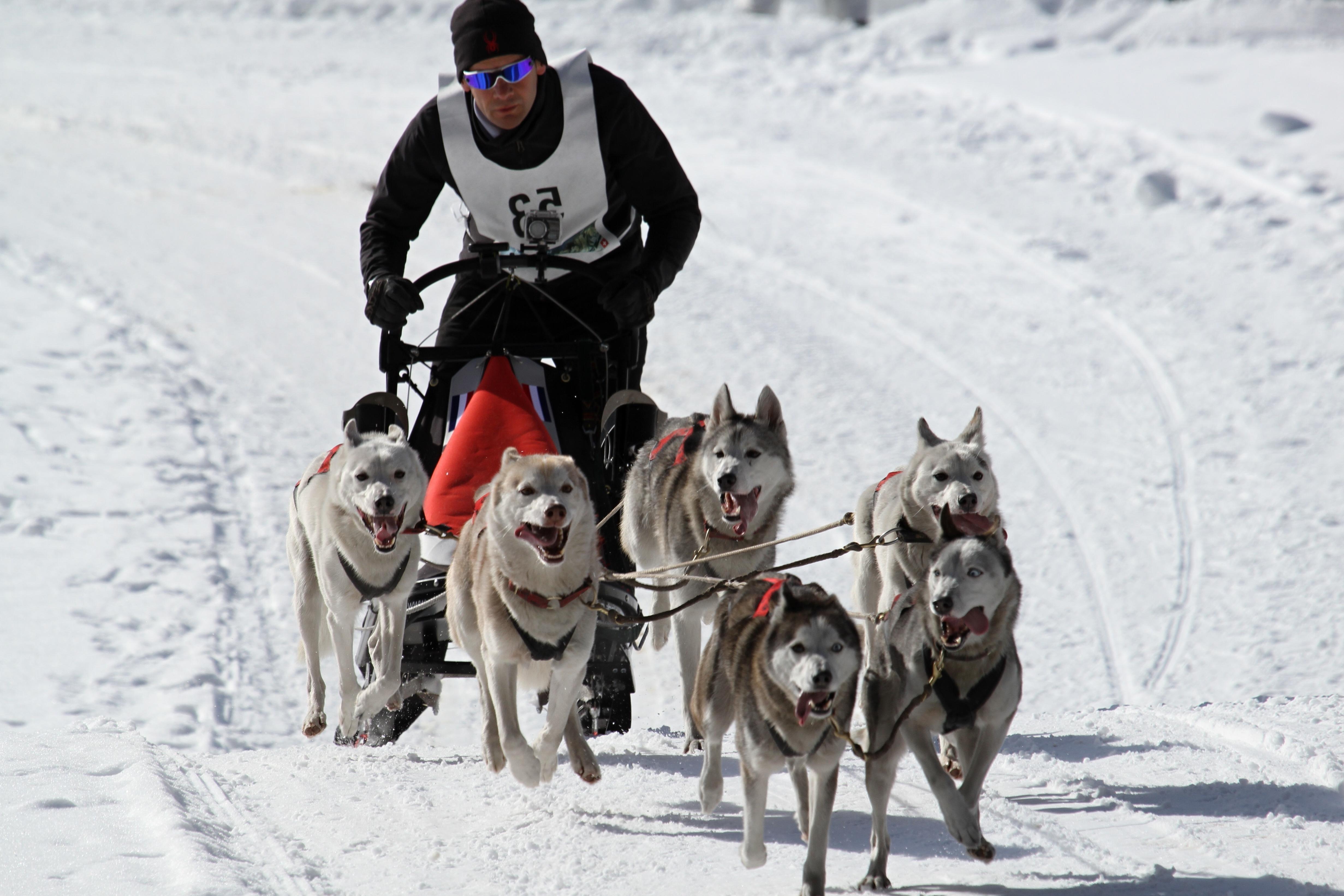 Free picture: snow, winter, sled, cold, ice, dog, race, dogsled, vehicle