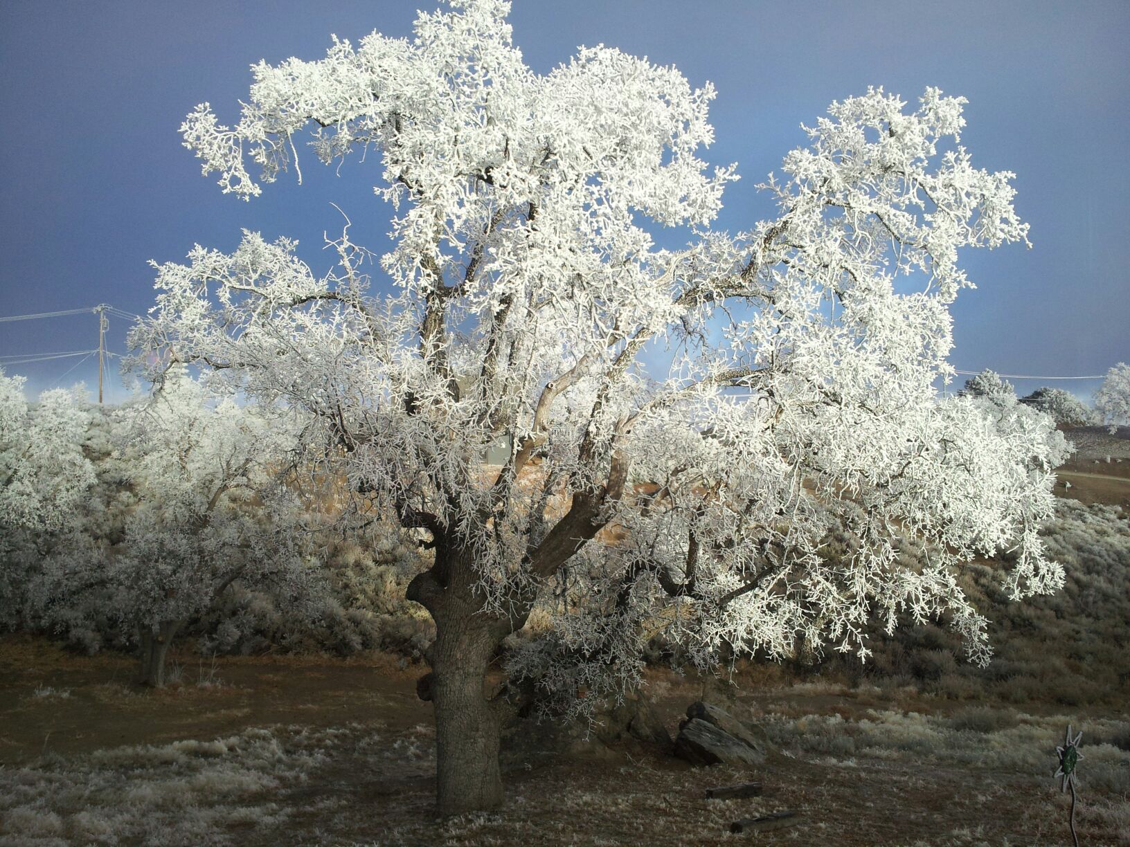 Nature's way of flocking trees- Rime ice - Barb's Back Yard